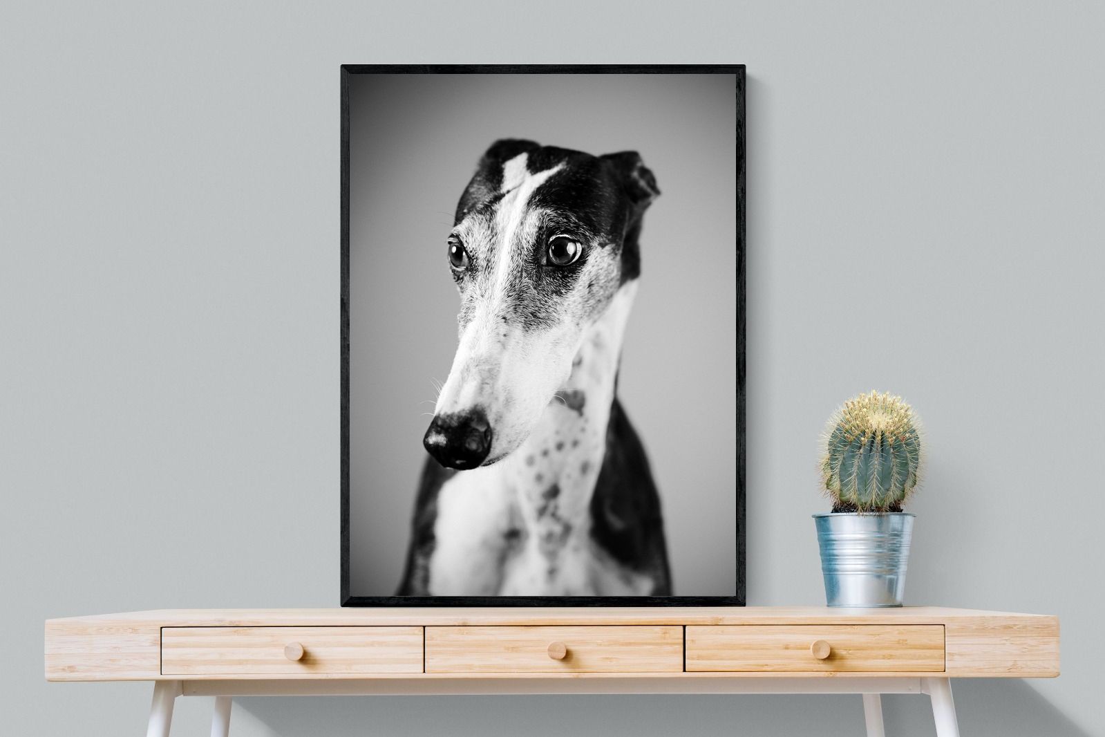 Pixalot Greyhound