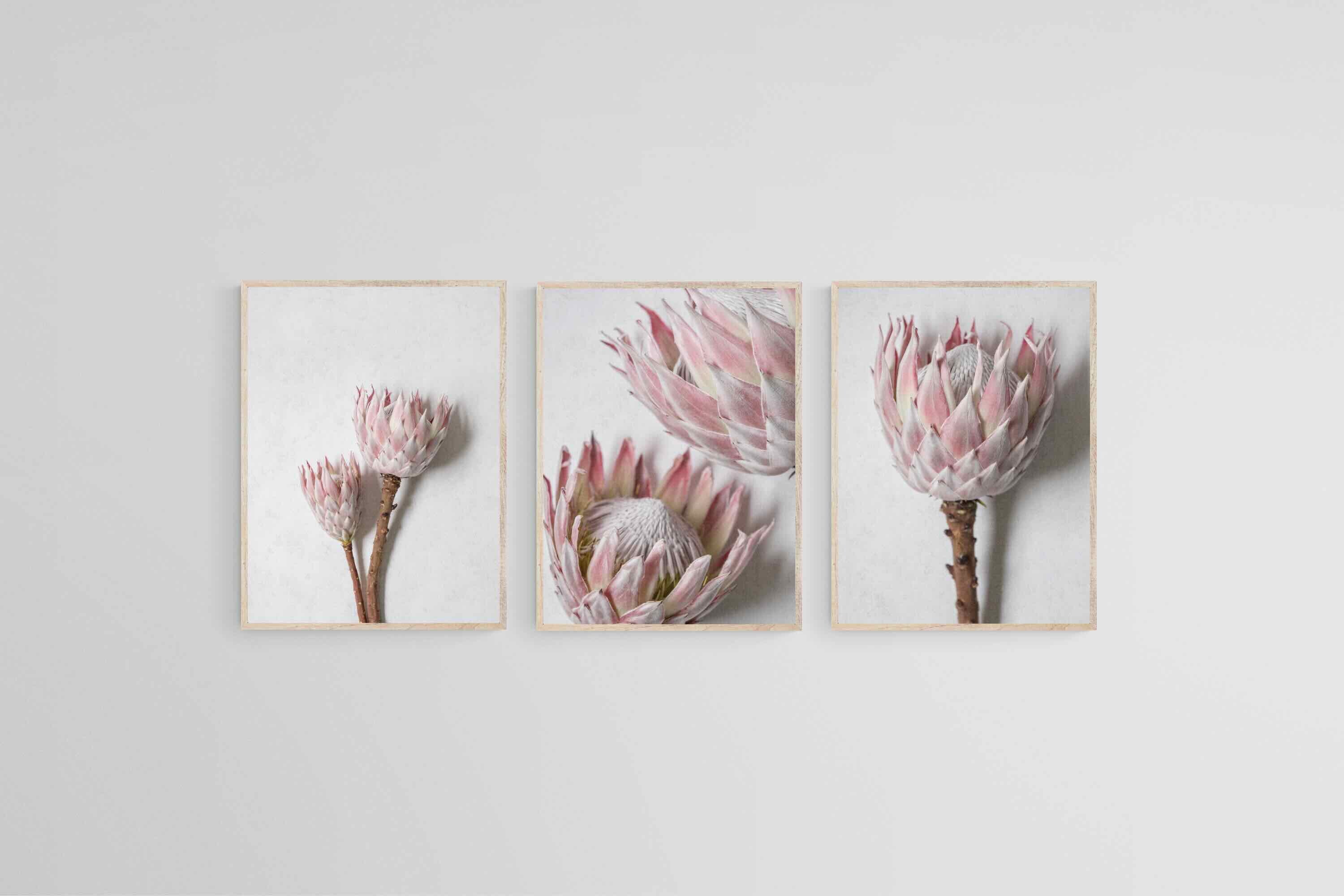 Soft Pink King Proteas Set-Wall_Art-45 x 60cm (x3)-Mounted Canvas-Wood-Pixalot