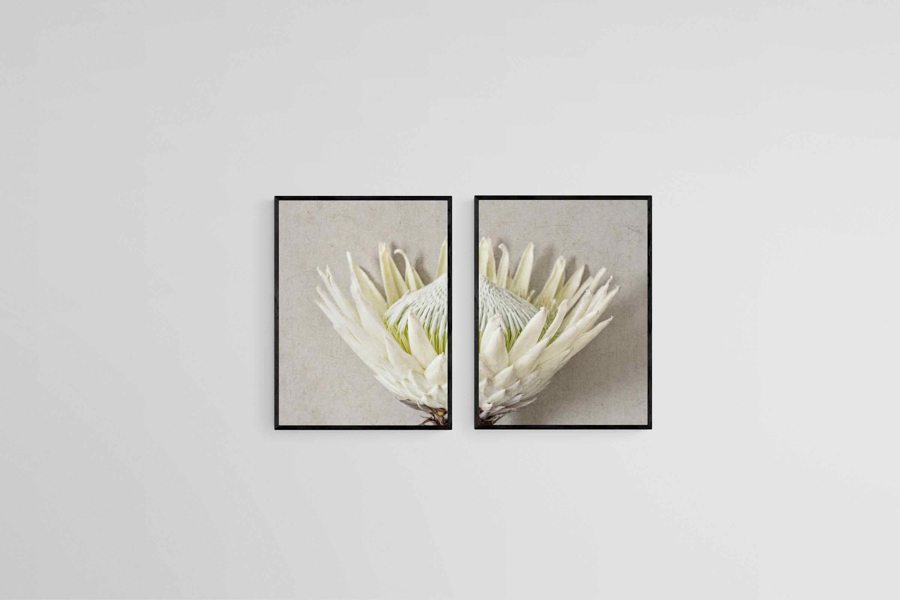 Split White King Protea Set-Wall_Art-45 x 60cm (x2)-Mounted Canvas-Black-Pixalot