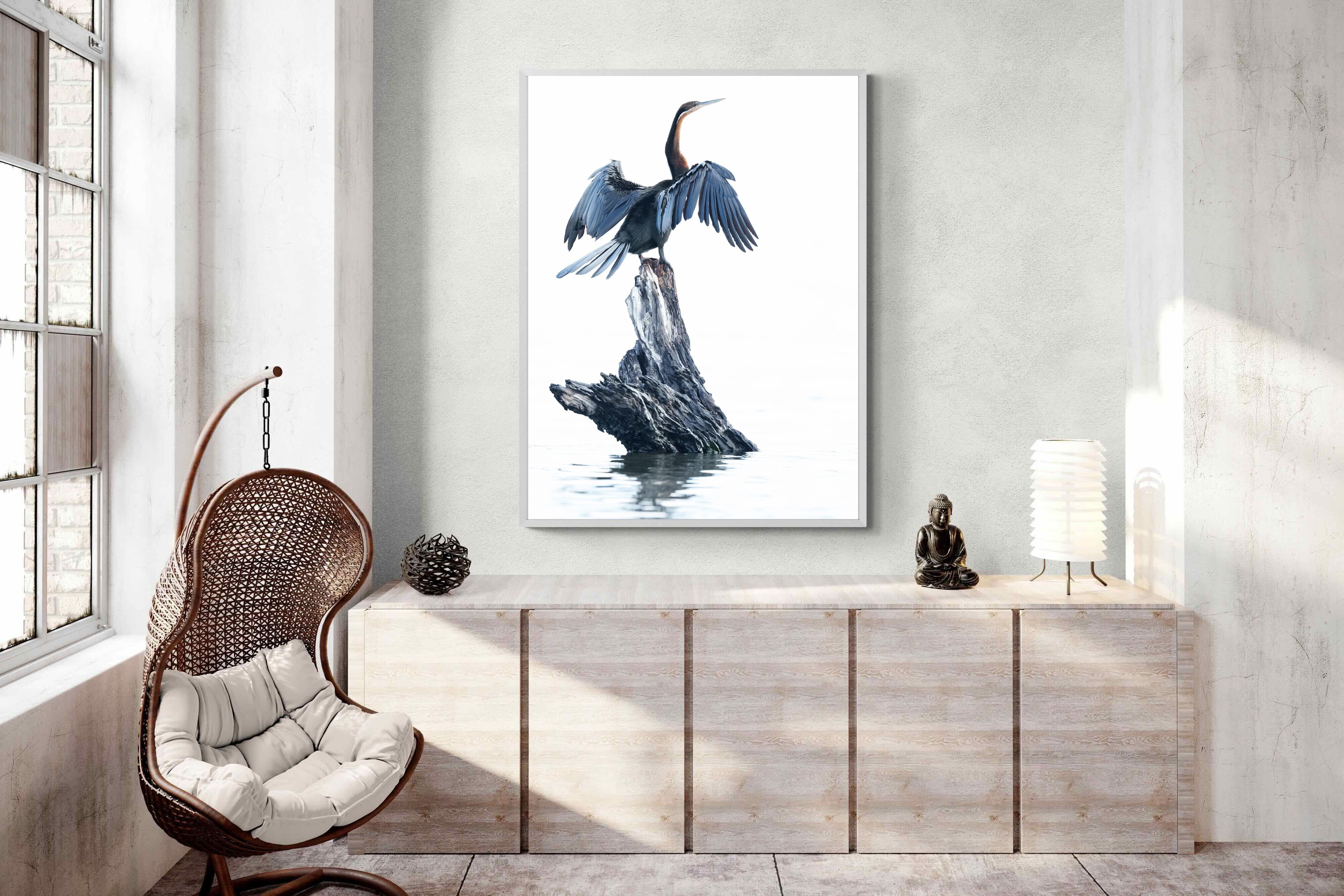 Pixalot African Darter