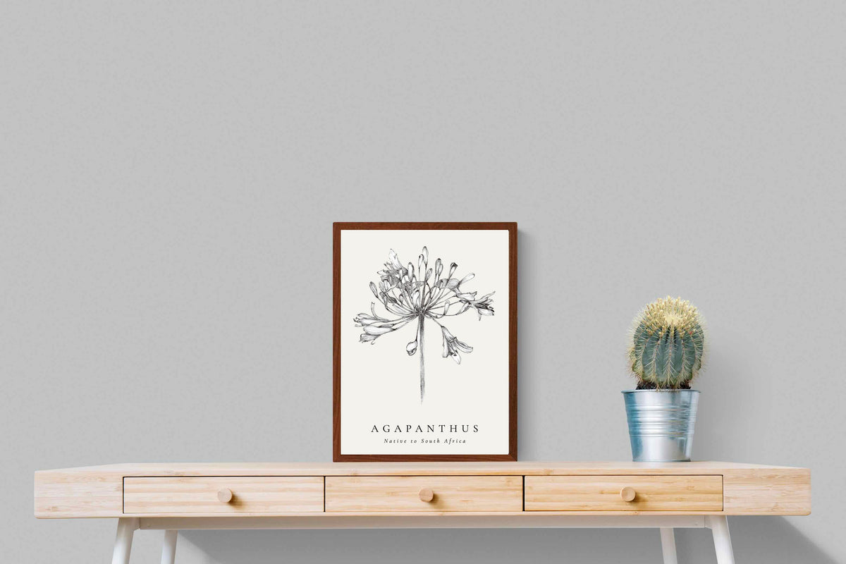 Pixalot ® Agapanthus Illustration