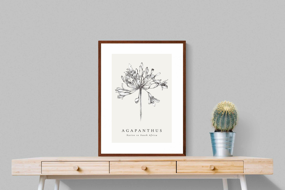 Pixalot ® Agapanthus Illustration