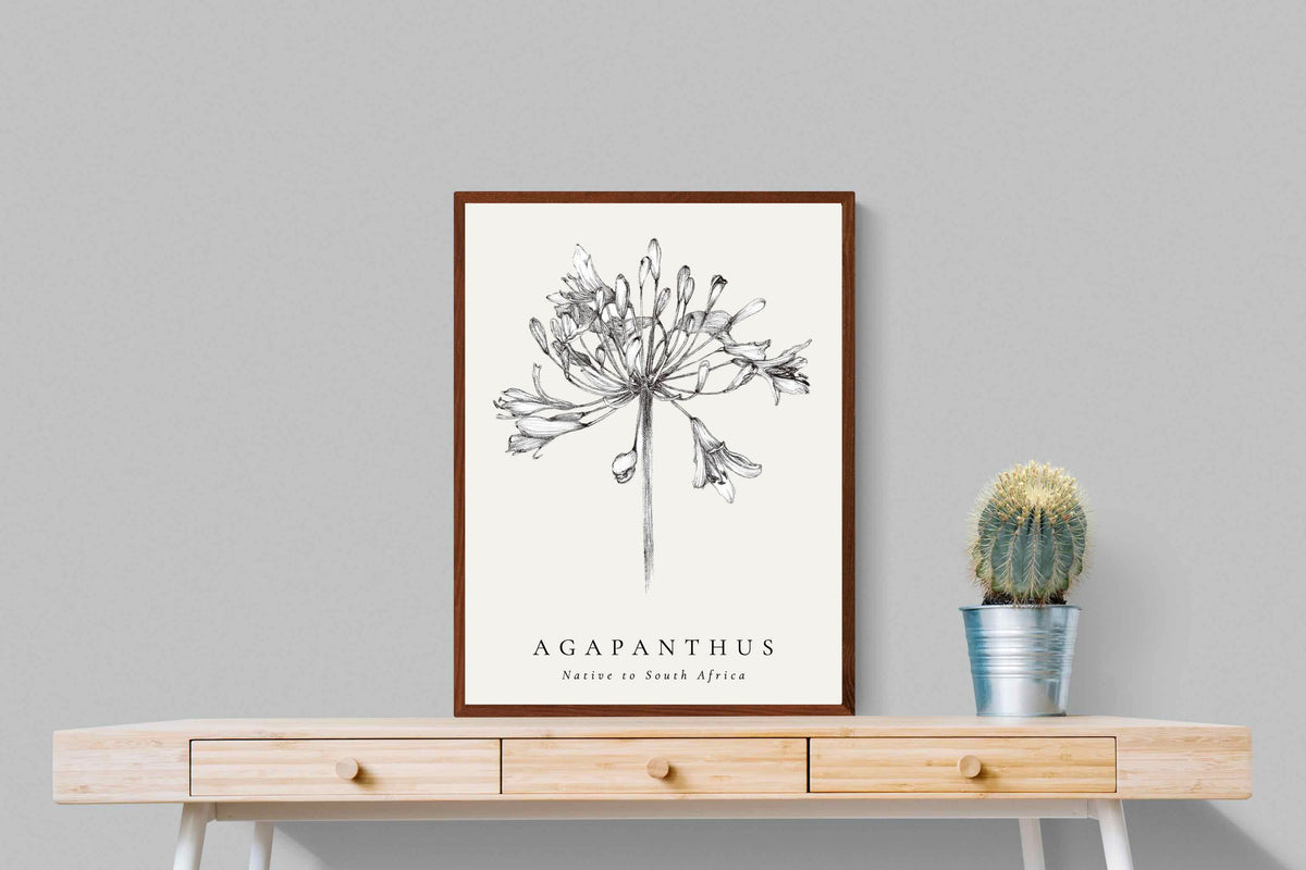 Pixalot ® Agapanthus Illustration