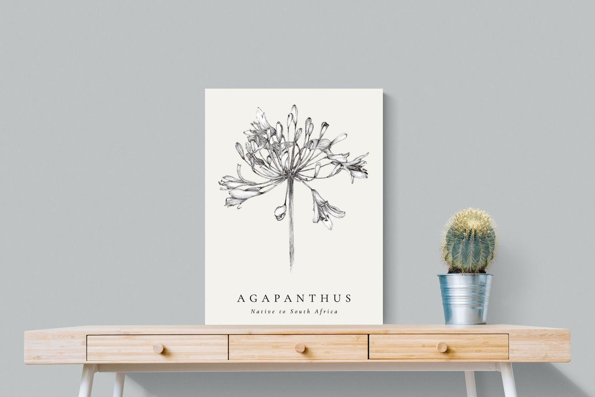 Pixalot ® Agapanthus Illustration