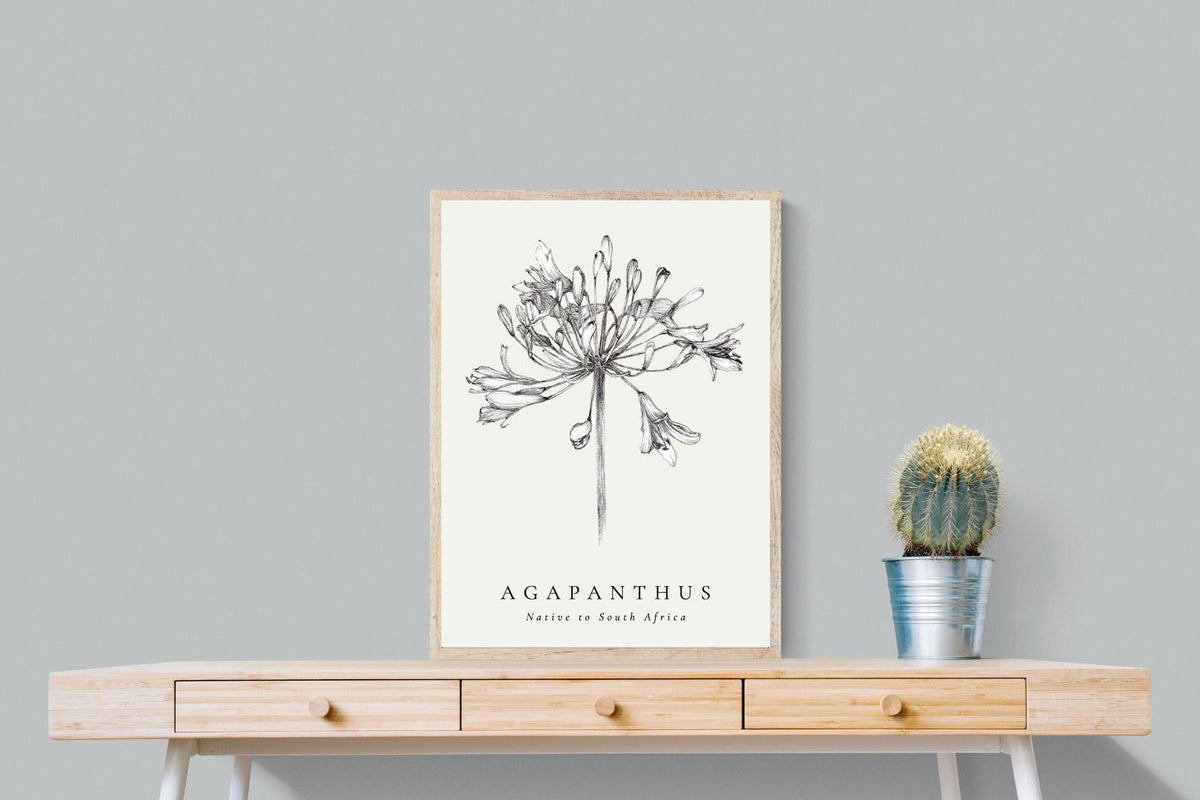 Pixalot ® Agapanthus Illustration