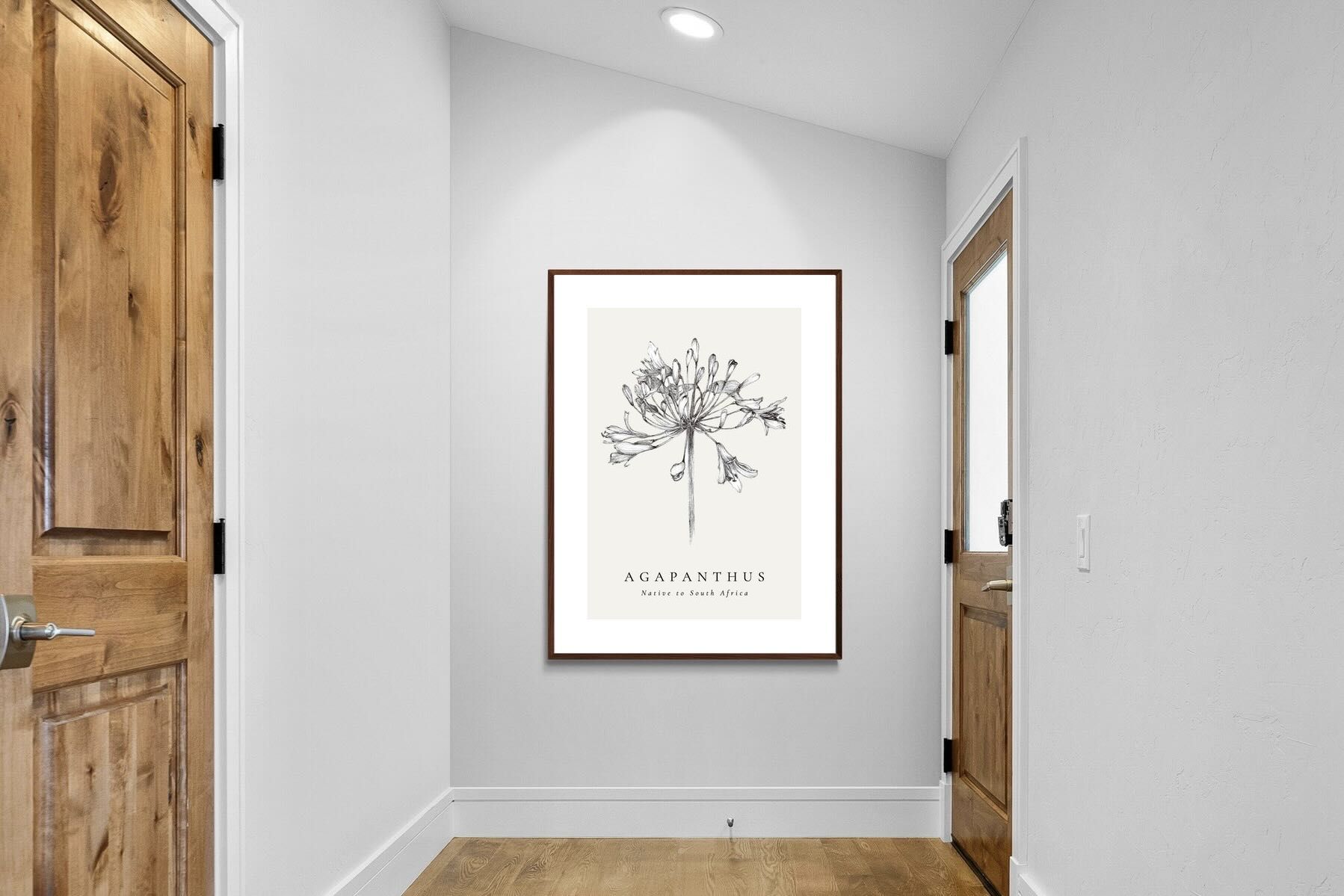 Pixalot ® Agapanthus Illustration