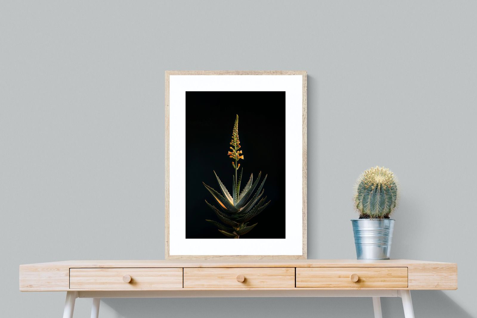Pixalot Aloe Ascension