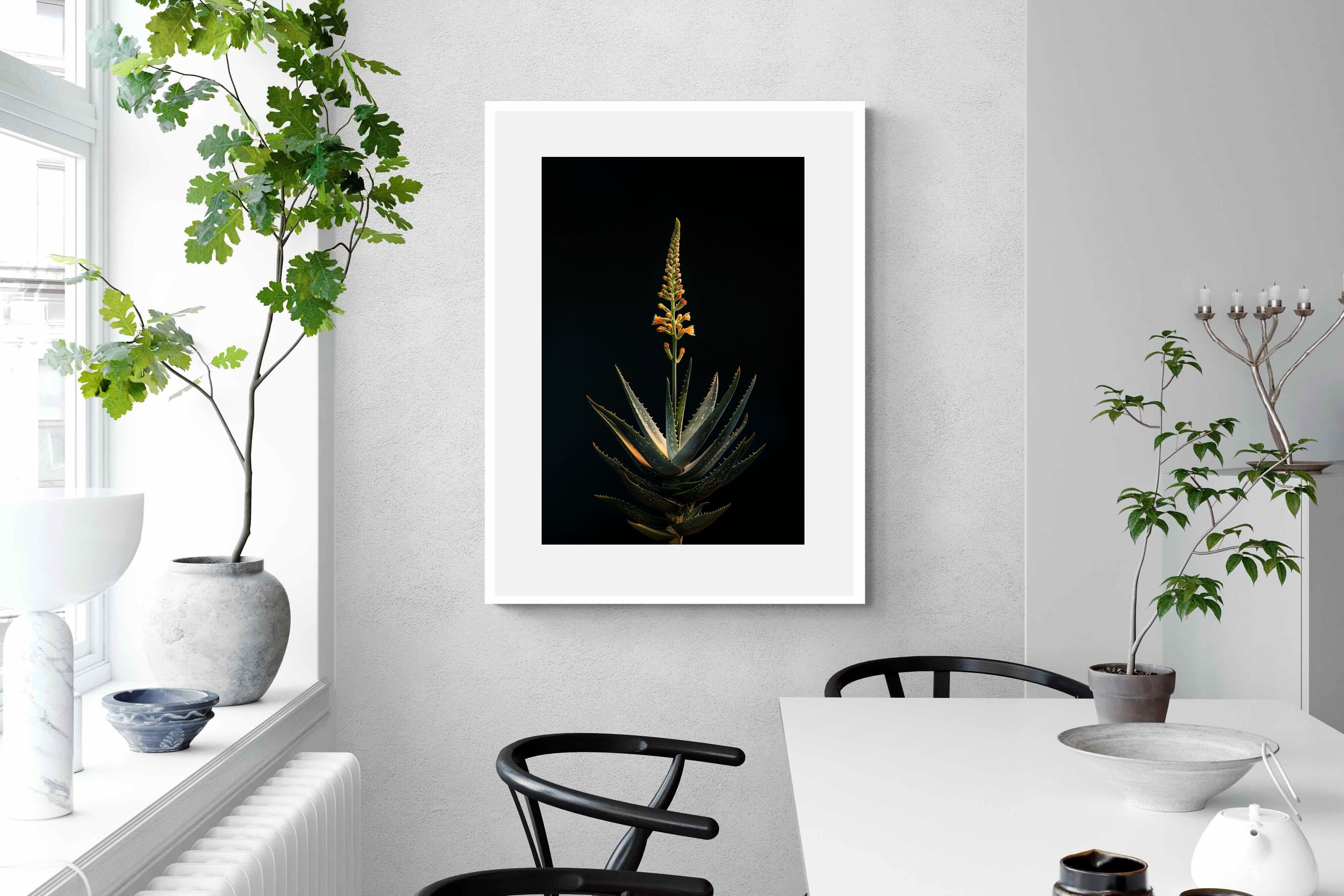 Pixalot Aloe Ascension