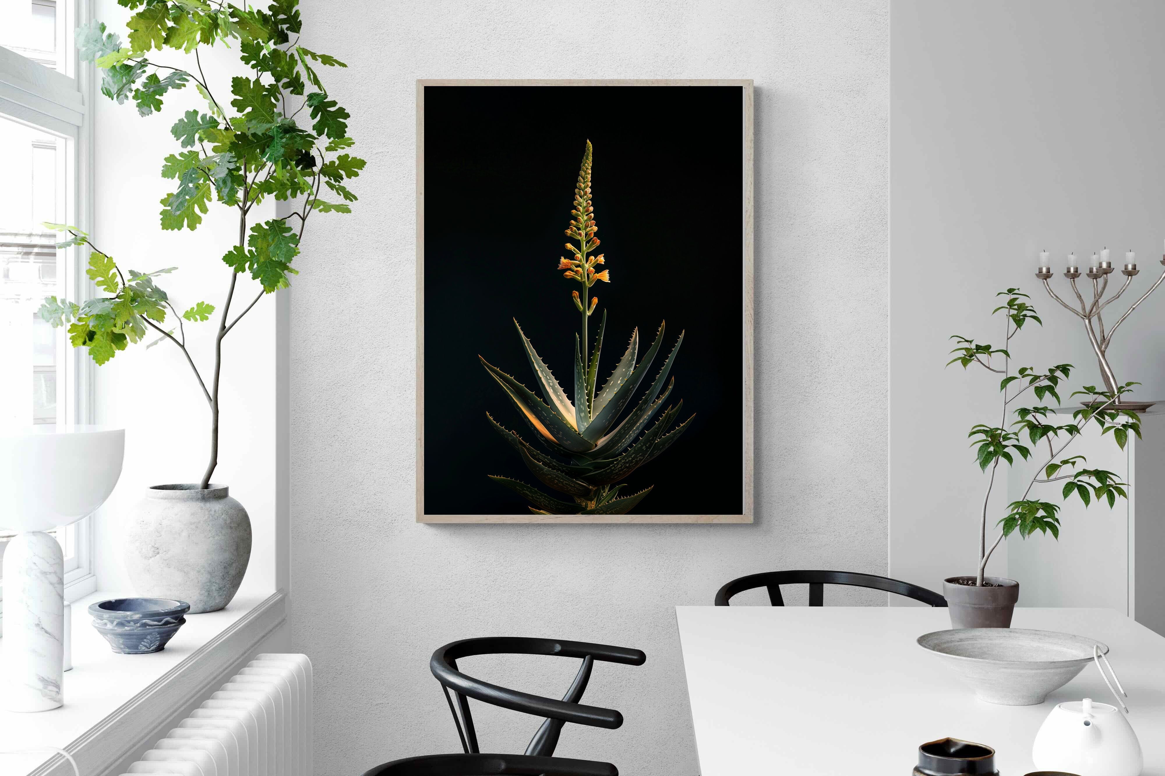 Pixalot Aloe Ascension