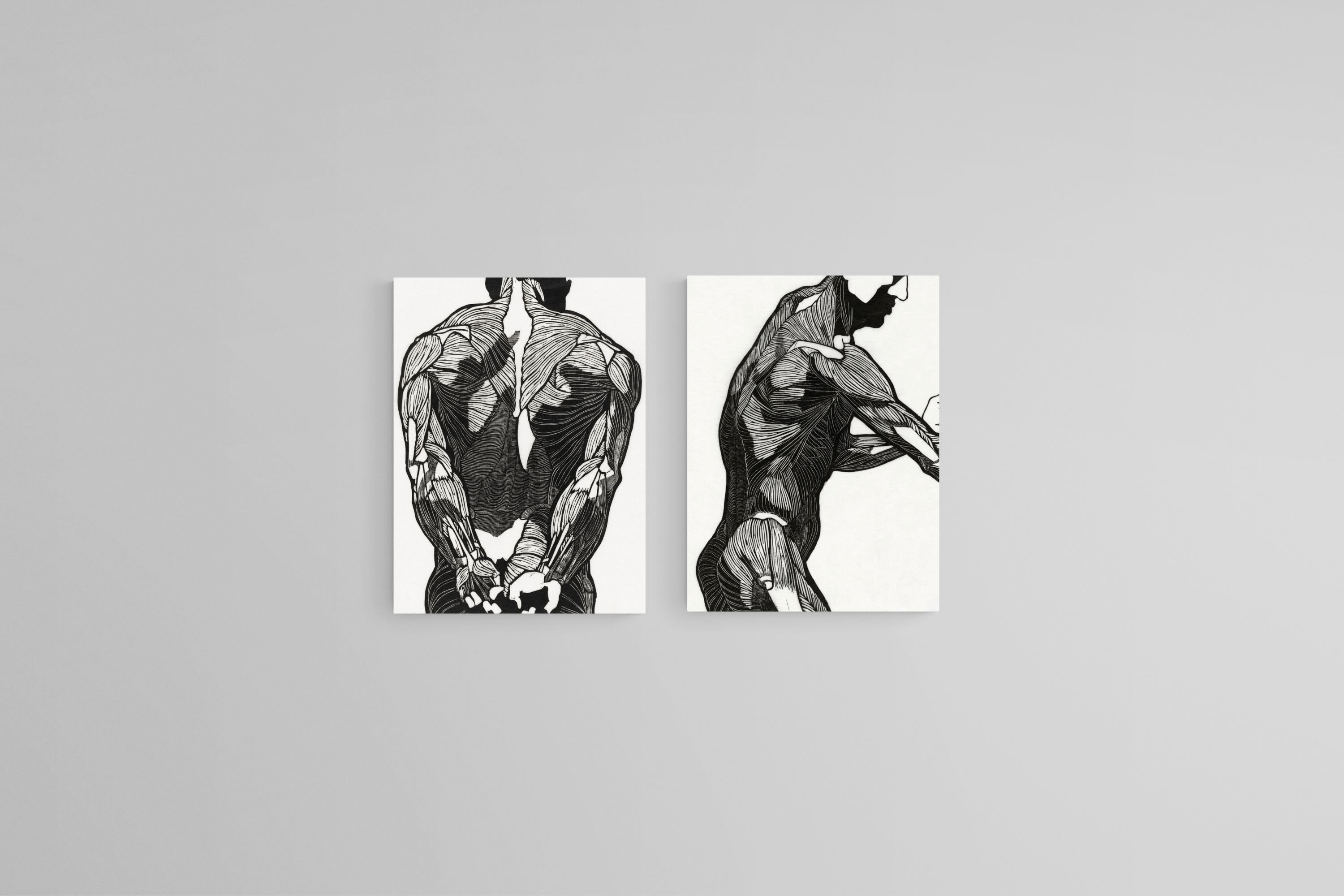 Anatomical Study Set