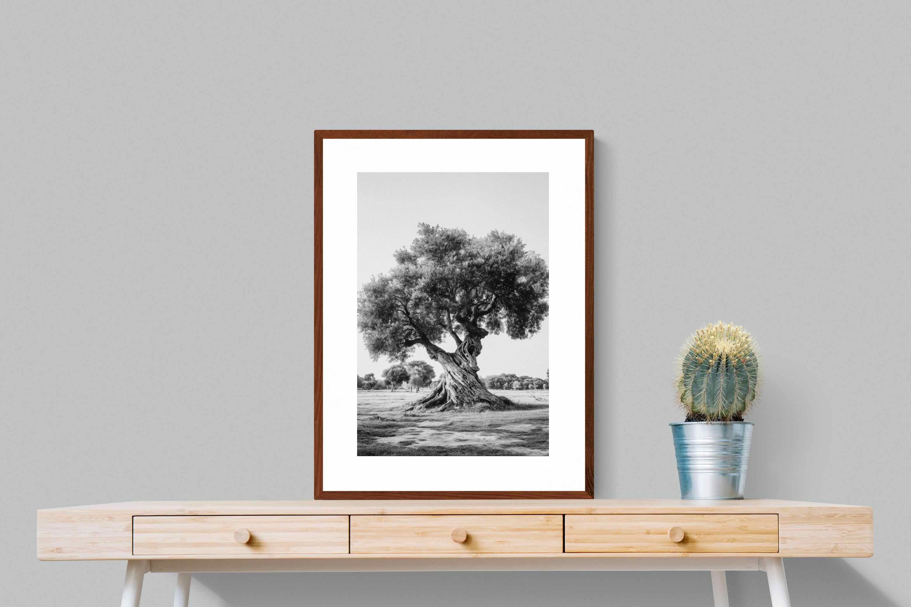 Pixalot Ancient Olive Tree