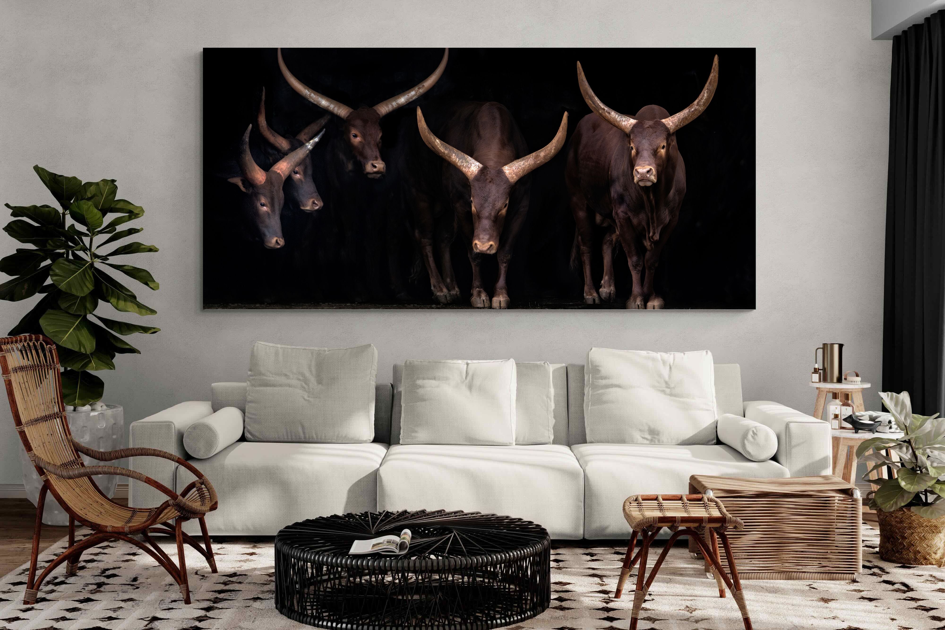 Pixalot Ankole-Watusi Herd