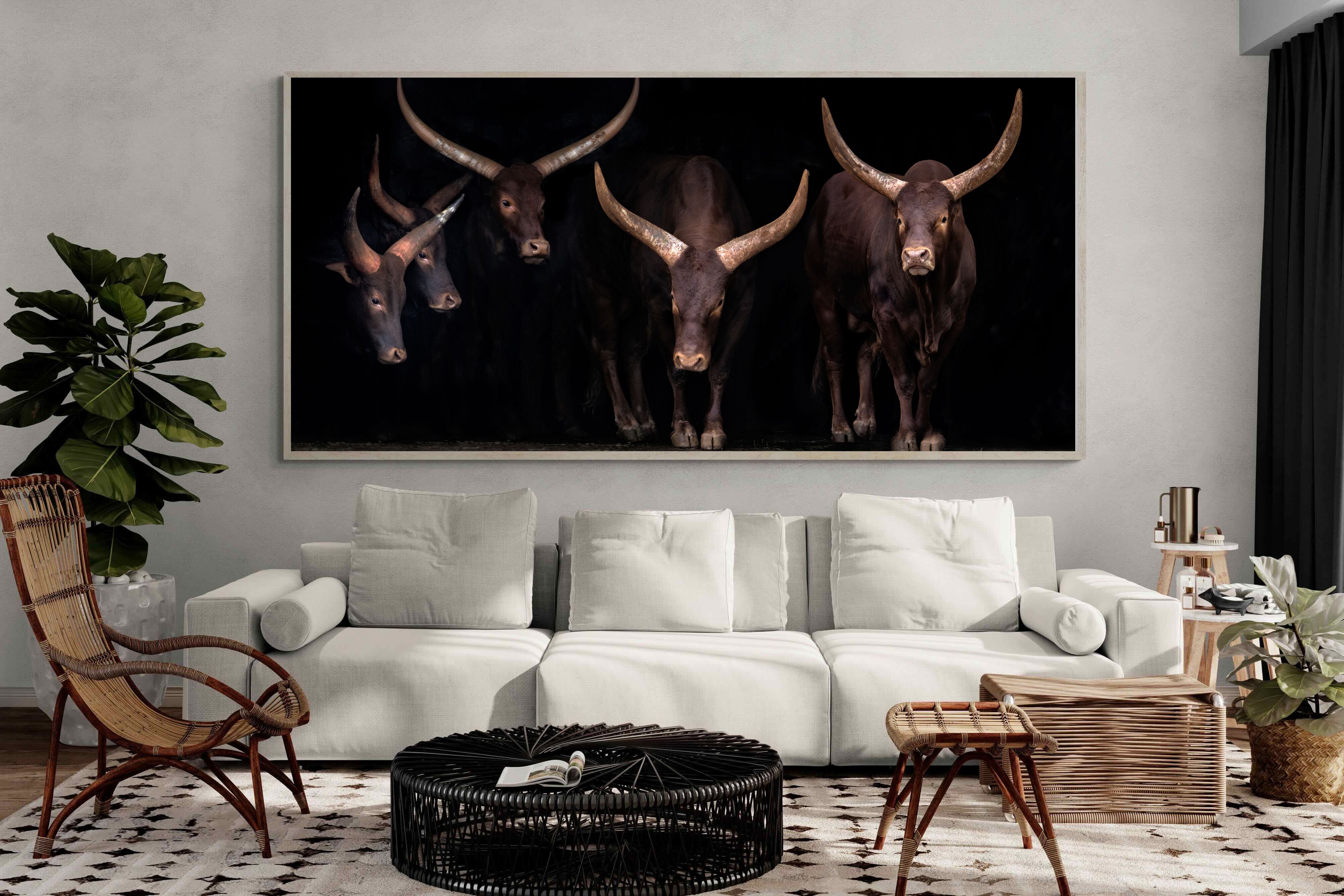 Pixalot Ankole-Watusi Herd