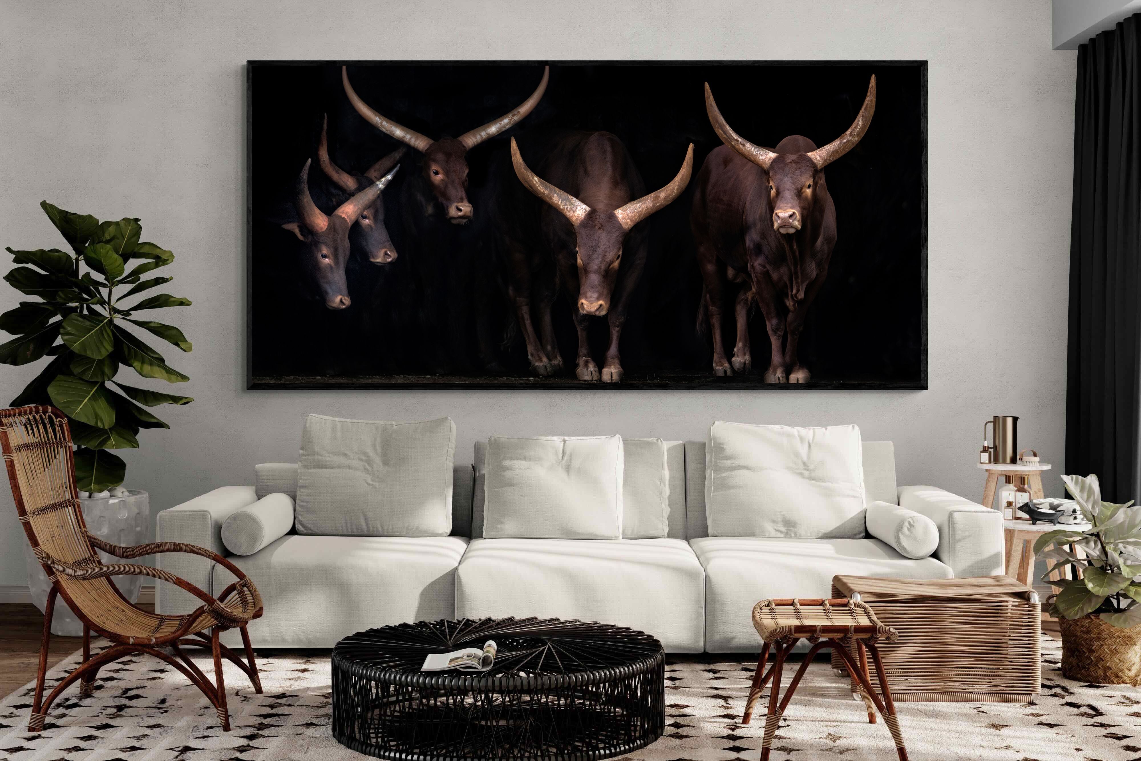 Pixalot Ankole-Watusi Herd