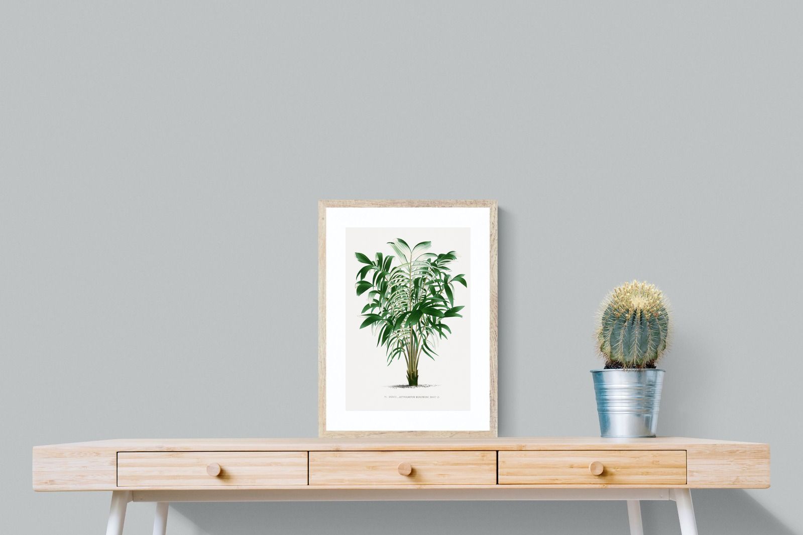 Pixalot Astrocaryum Murumuru Palm Tree Illustration