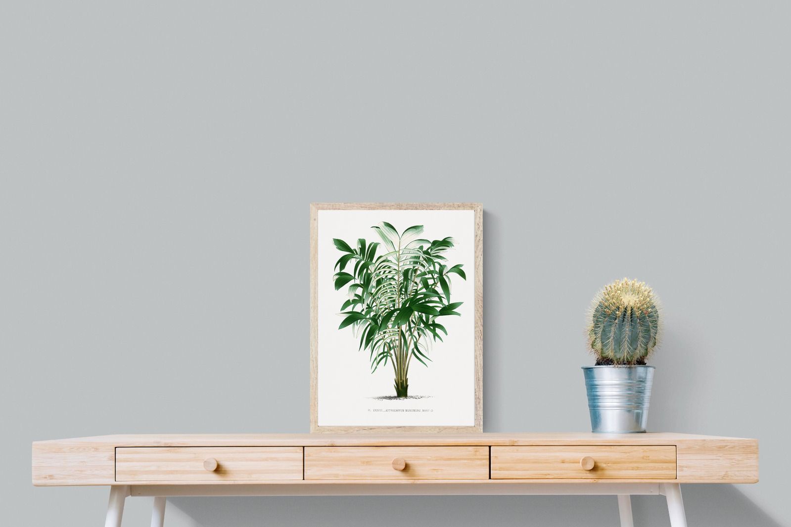 Pixalot Astrocaryum Murumuru Palm Tree Illustration