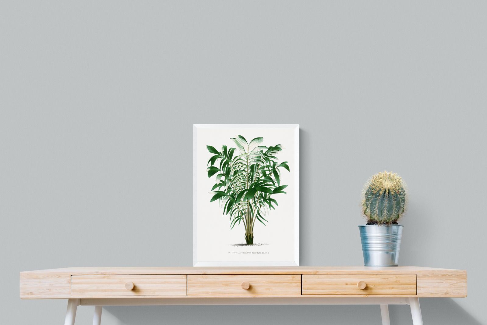 Pixalot Astrocaryum Murumuru Palm Tree Illustration