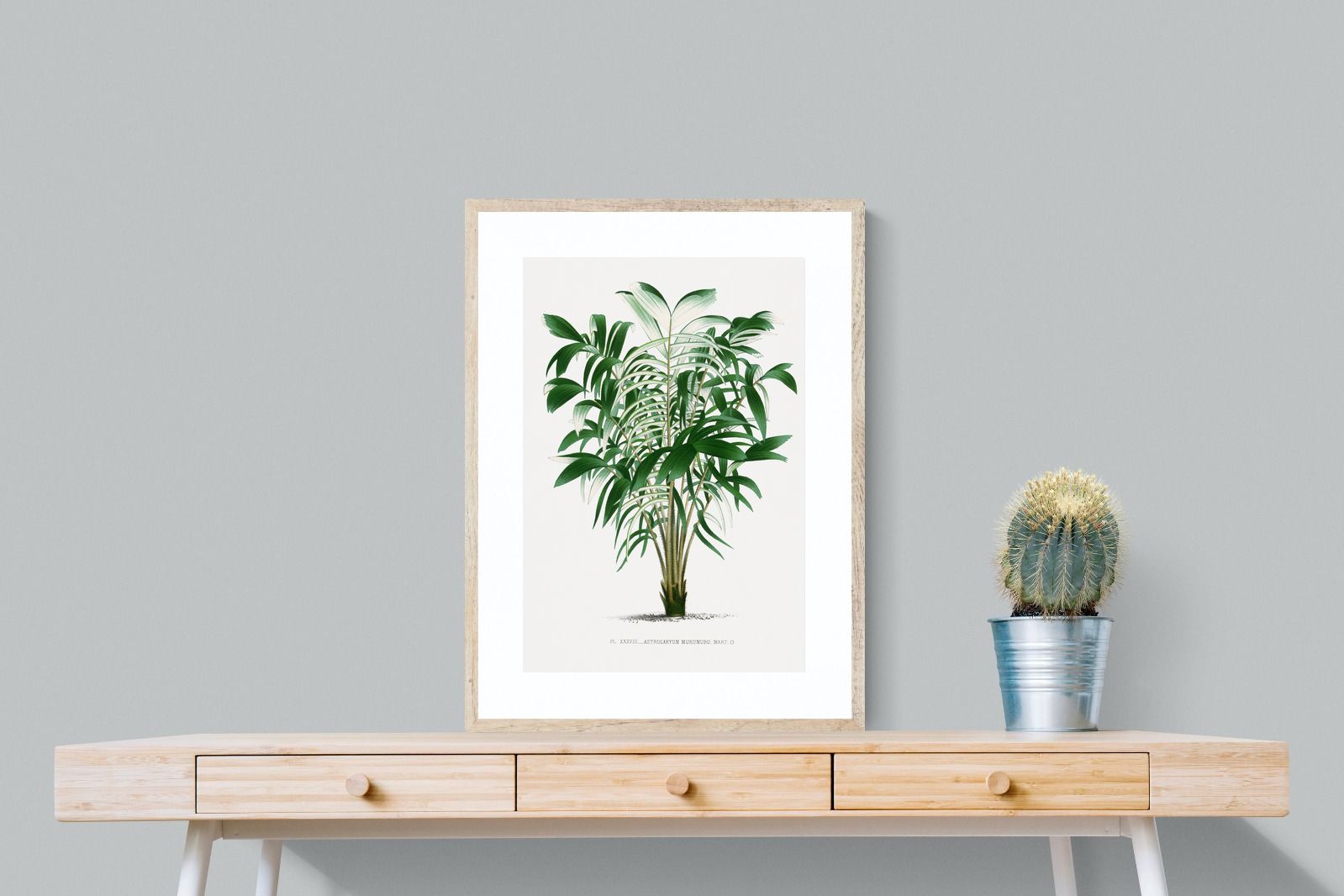 Pixalot Astrocaryum Murumuru Palm Tree Illustration