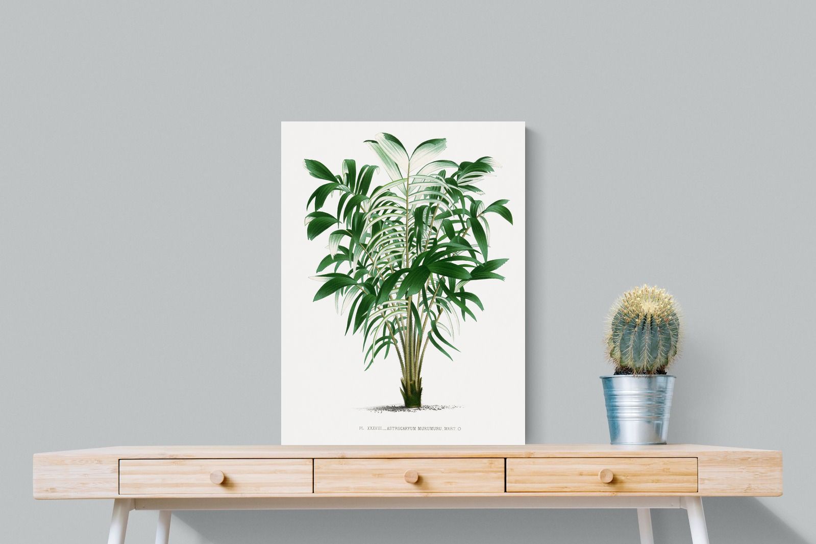 Pixalot Astrocaryum Murumuru Palm Tree Illustration