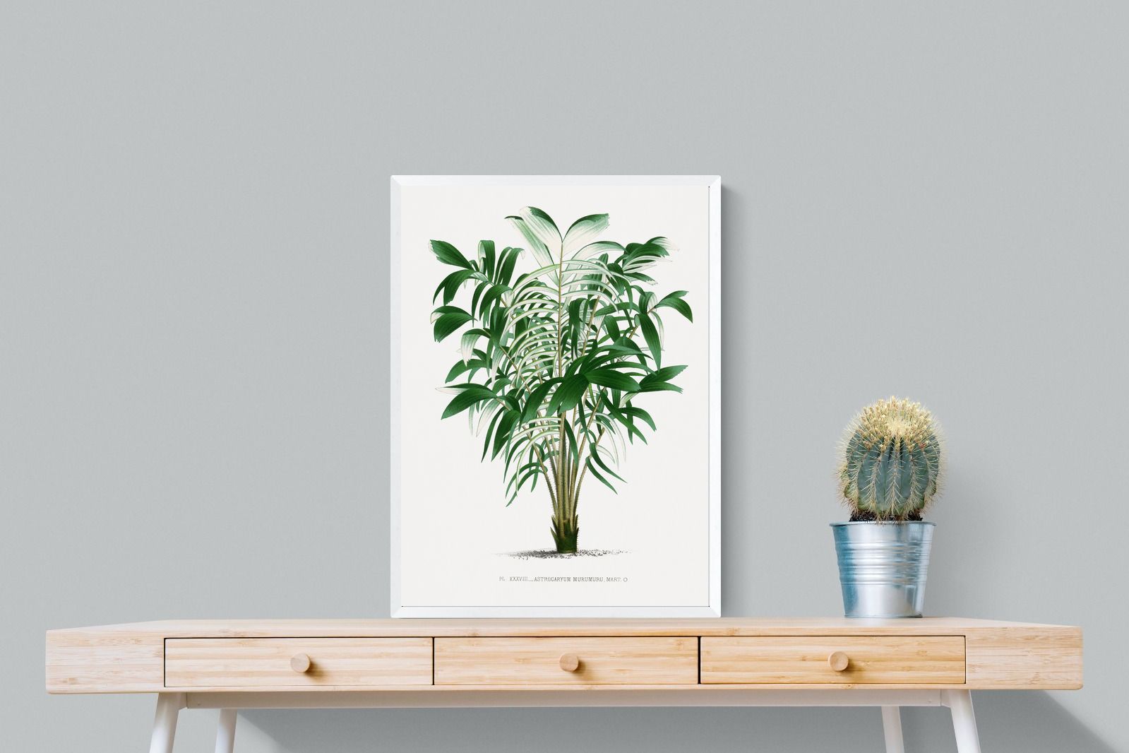 Pixalot Astrocaryum Murumuru Palm Tree Illustration