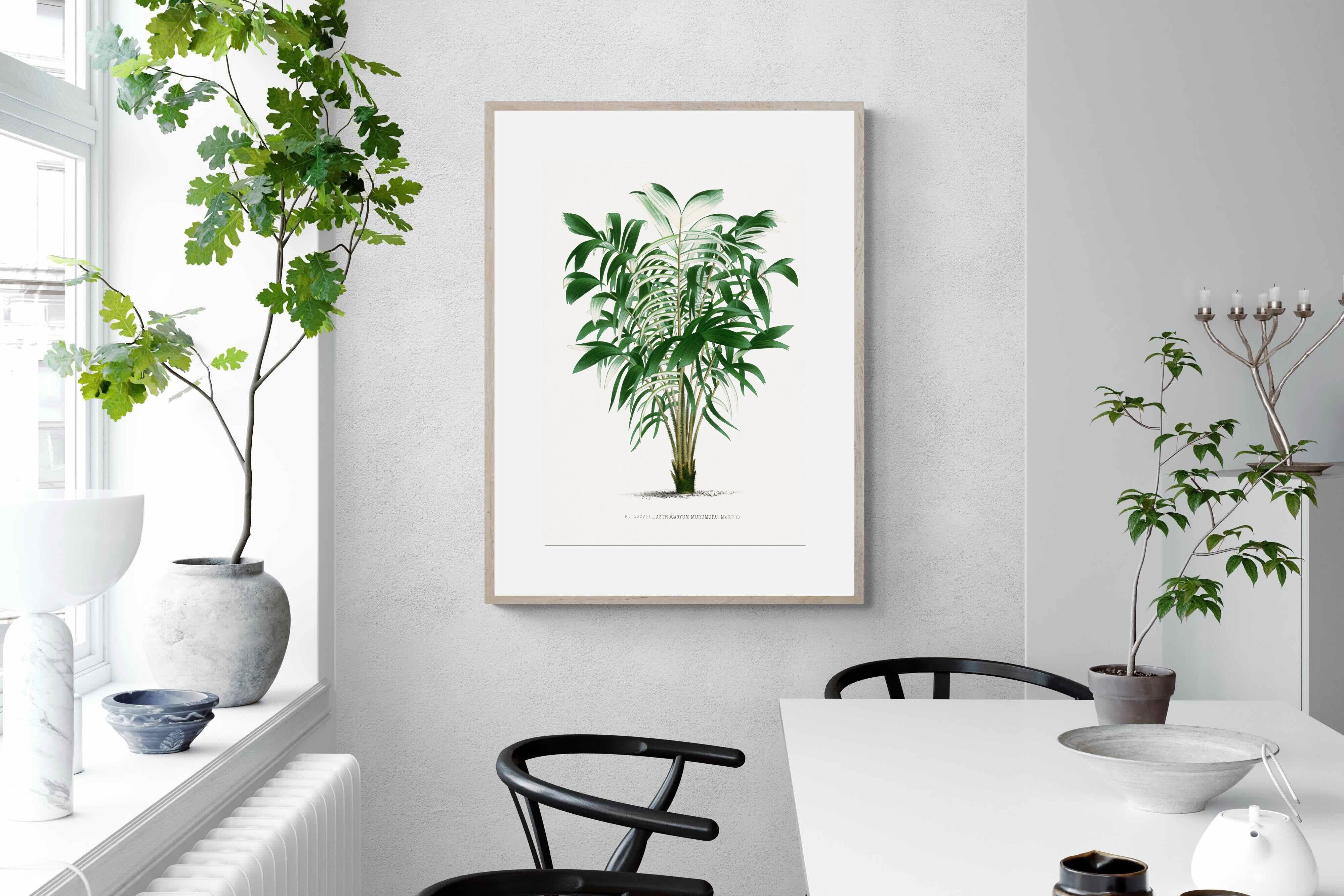 Pixalot Astrocaryum Murumuru Palm Tree Illustration