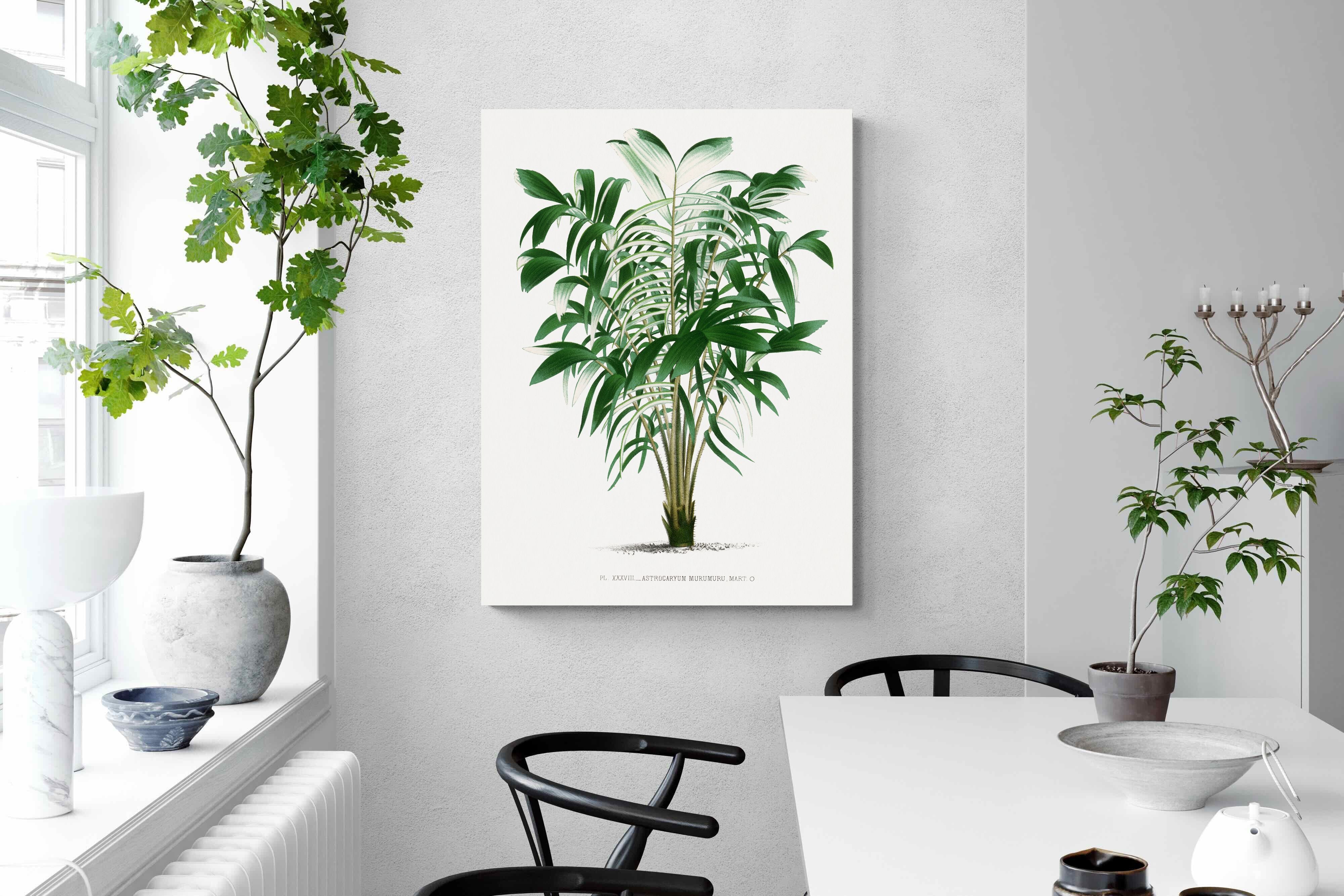 Pixalot Astrocaryum Murumuru Palm Tree Illustration