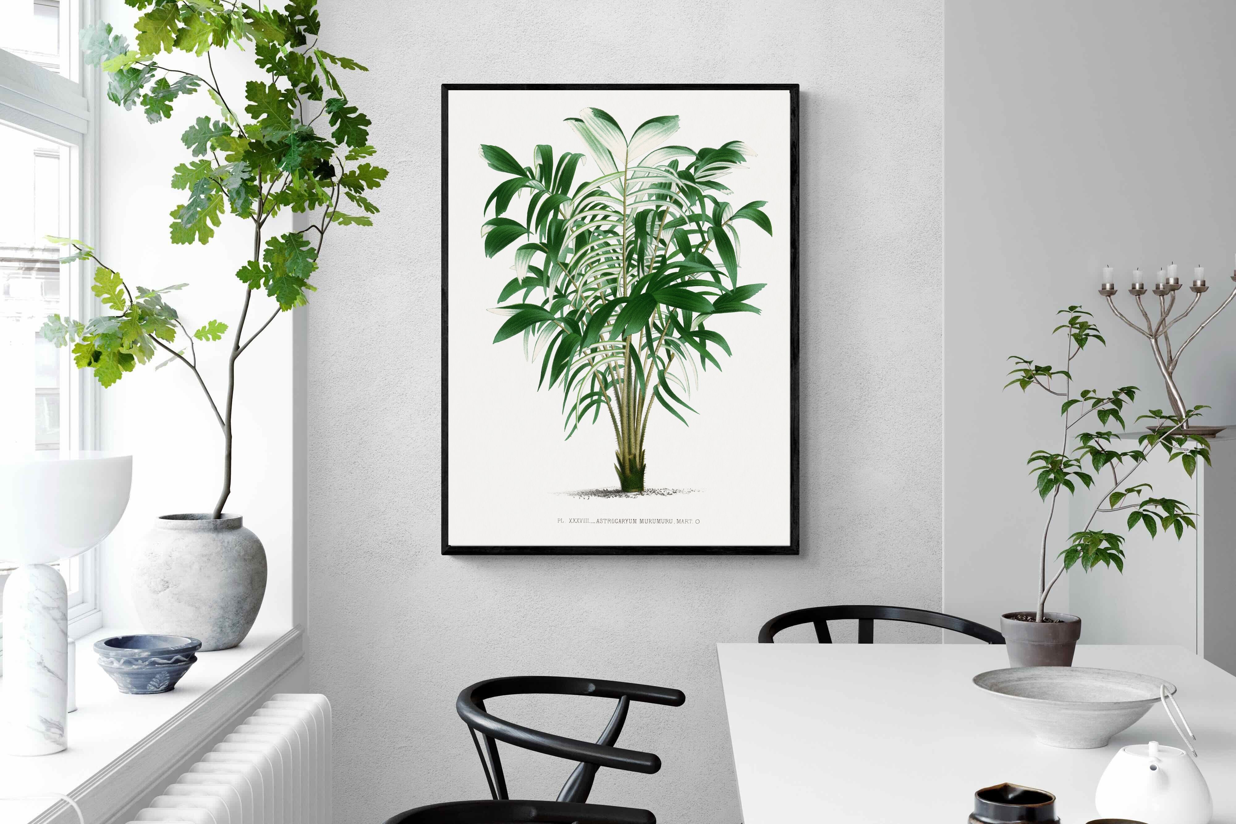 Pixalot Astrocaryum Murumuru Palm Tree Illustration