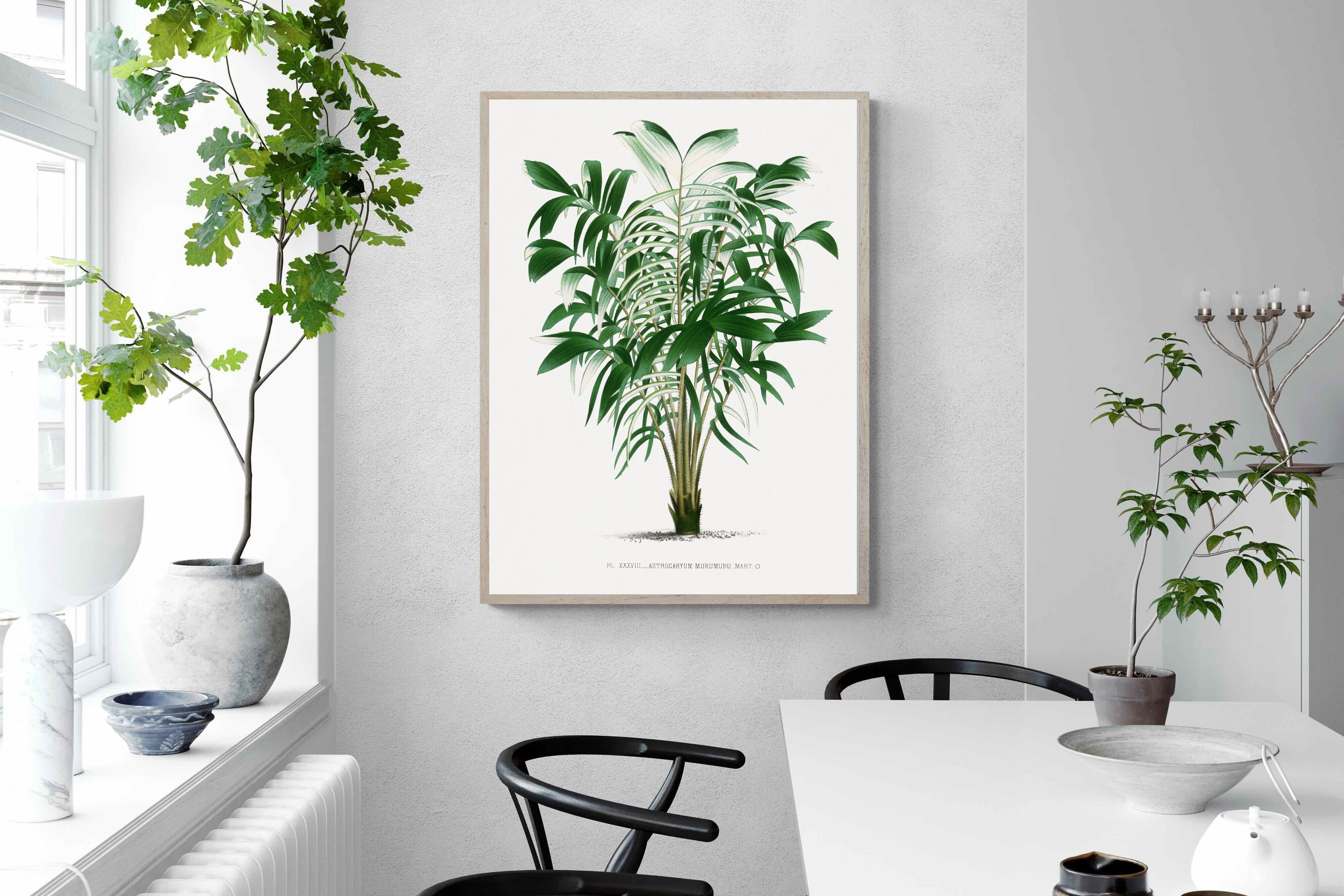 Pixalot Astrocaryum Murumuru Palm Tree Illustration