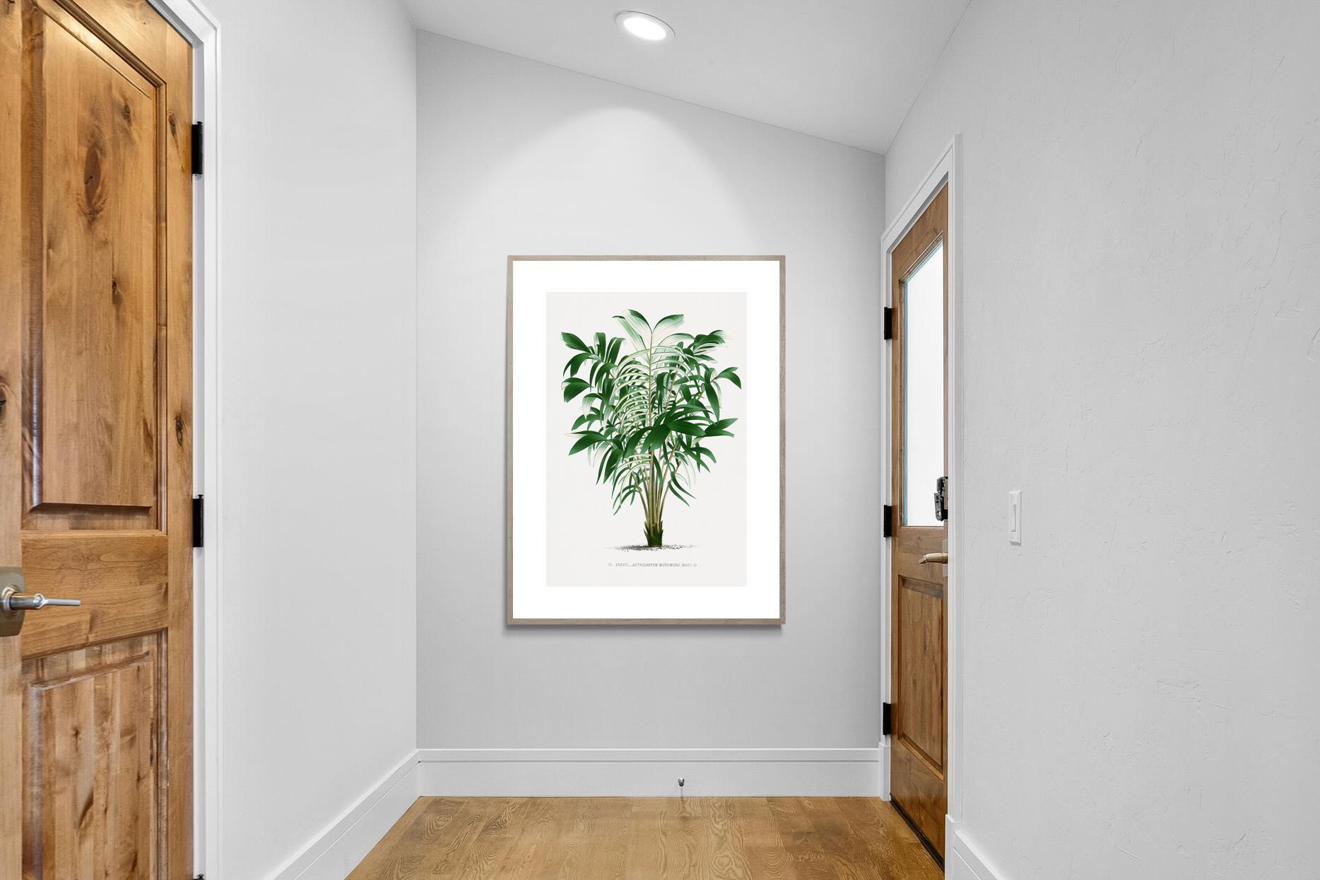 Pixalot Astrocaryum Murumuru Palm Tree Illustration