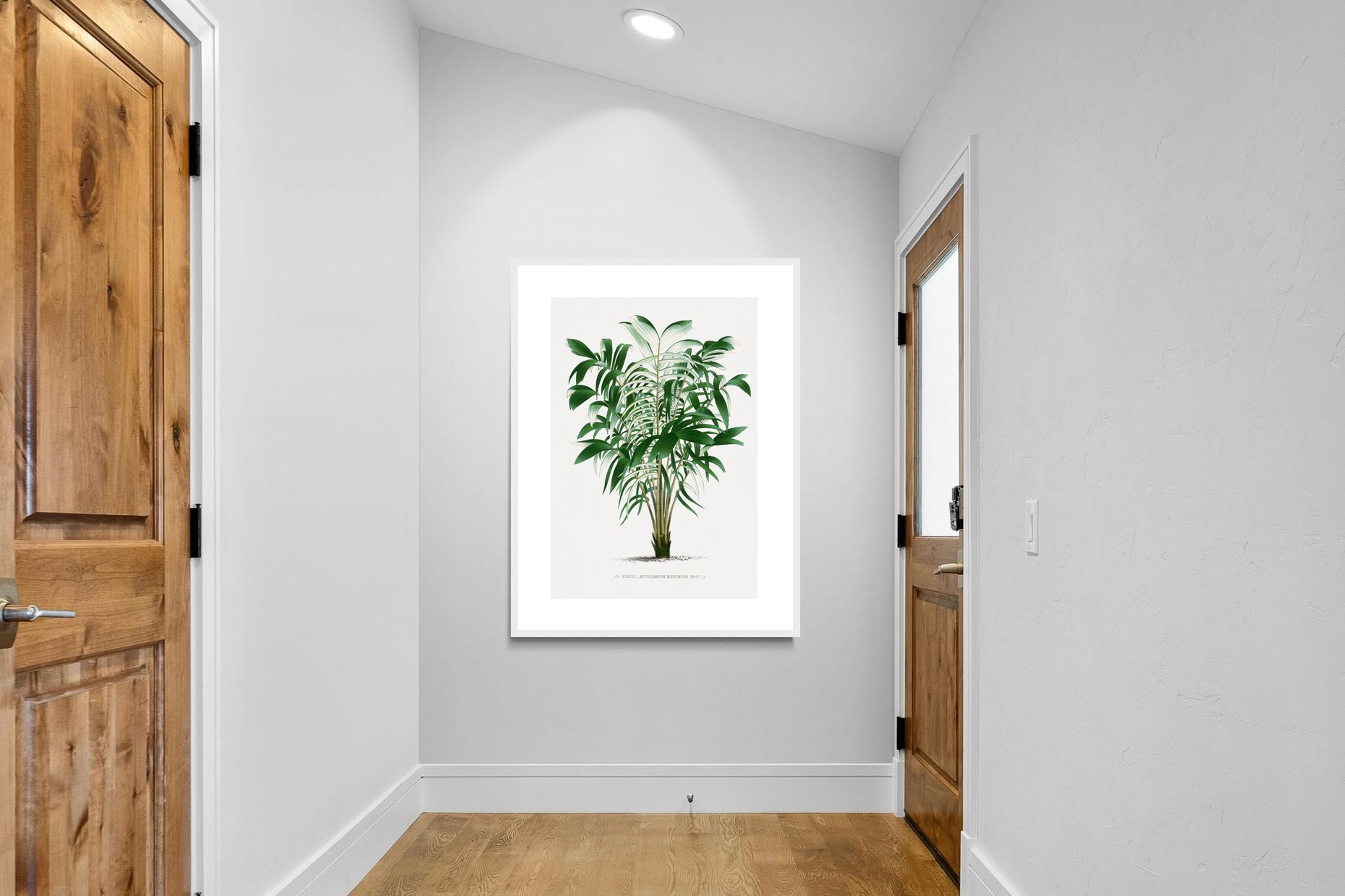 Pixalot Astrocaryum Murumuru Palm Tree Illustration