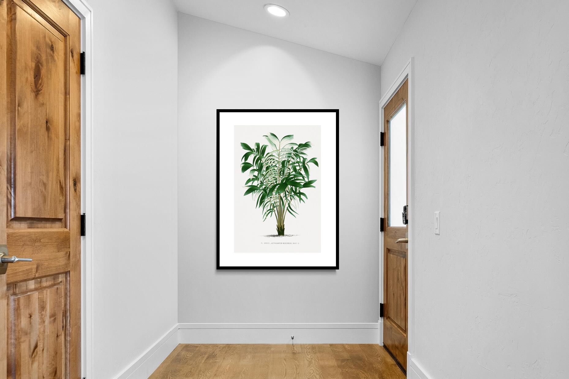 Pixalot Astrocaryum Murumuru Palm Tree Illustration