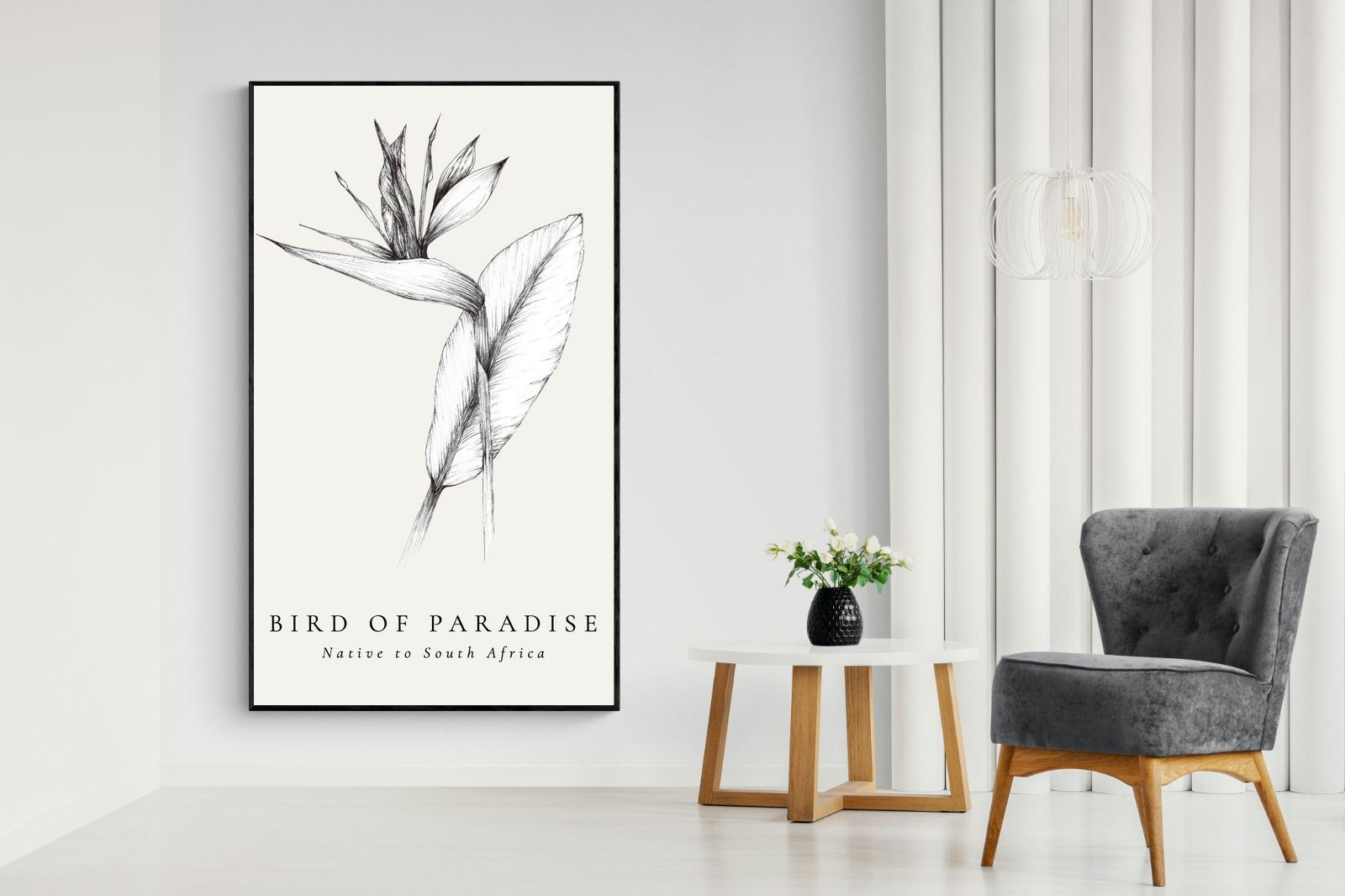 Pixalot ® Bird of Paradise Illustration