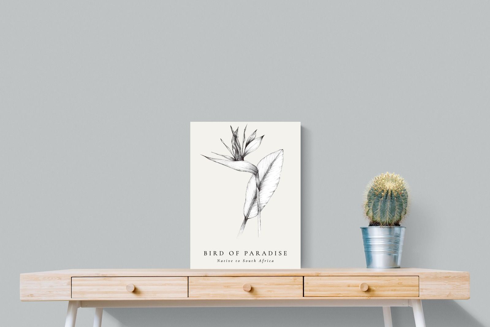 Pixalot ® Bird of Paradise Illustration