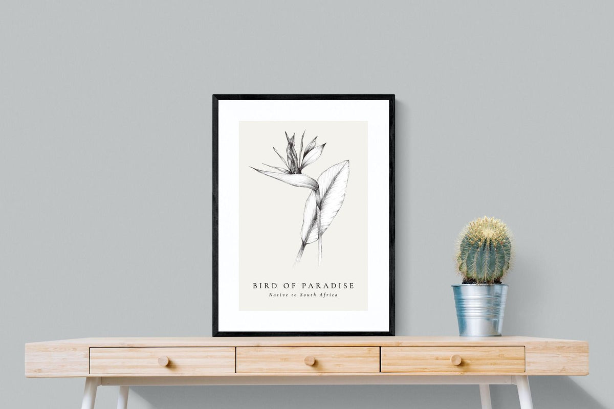 Pixalot ® Bird of Paradise Illustration