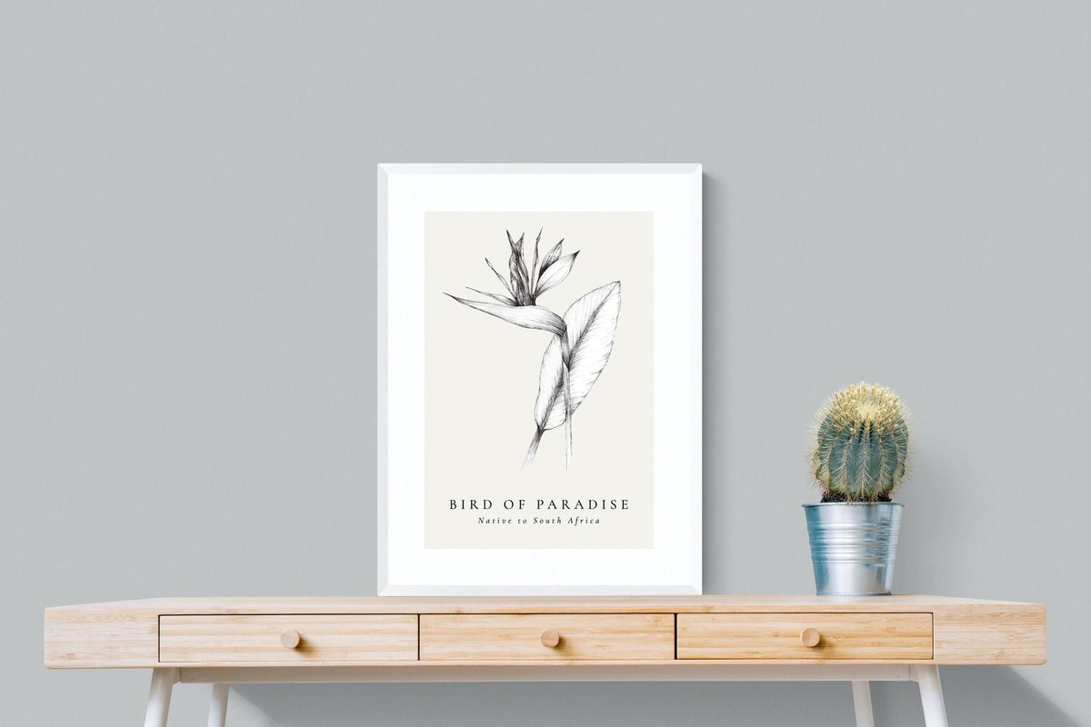 Pixalot ® Bird of Paradise Illustration