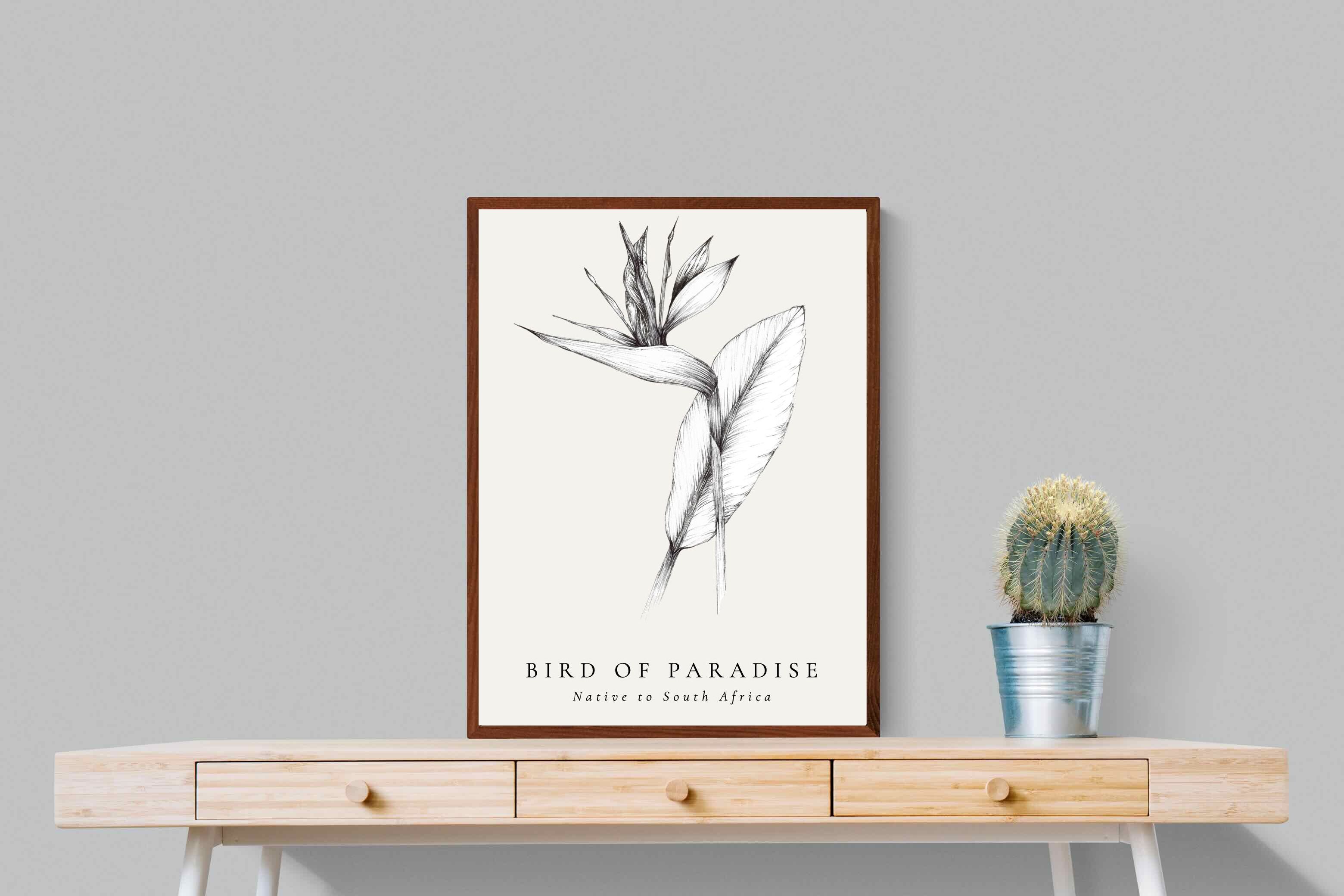 Pixalot ® Bird of Paradise Illustration