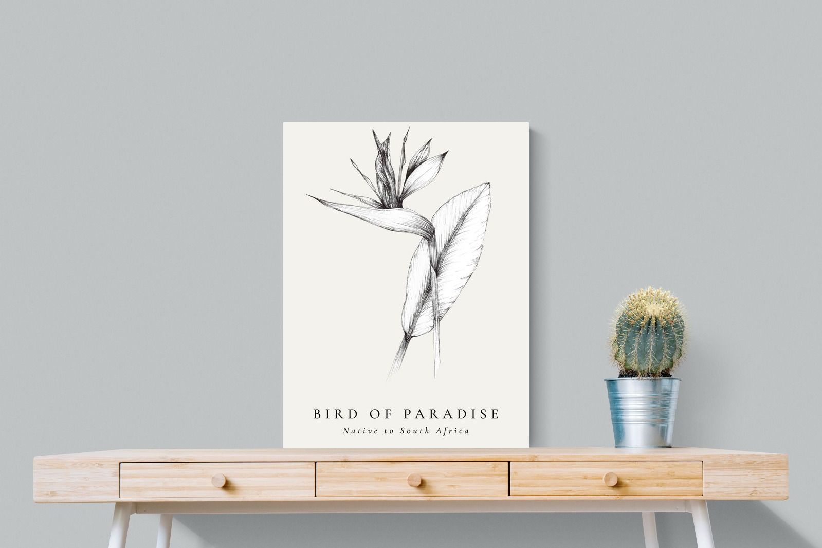 Pixalot ® Bird of Paradise Illustration