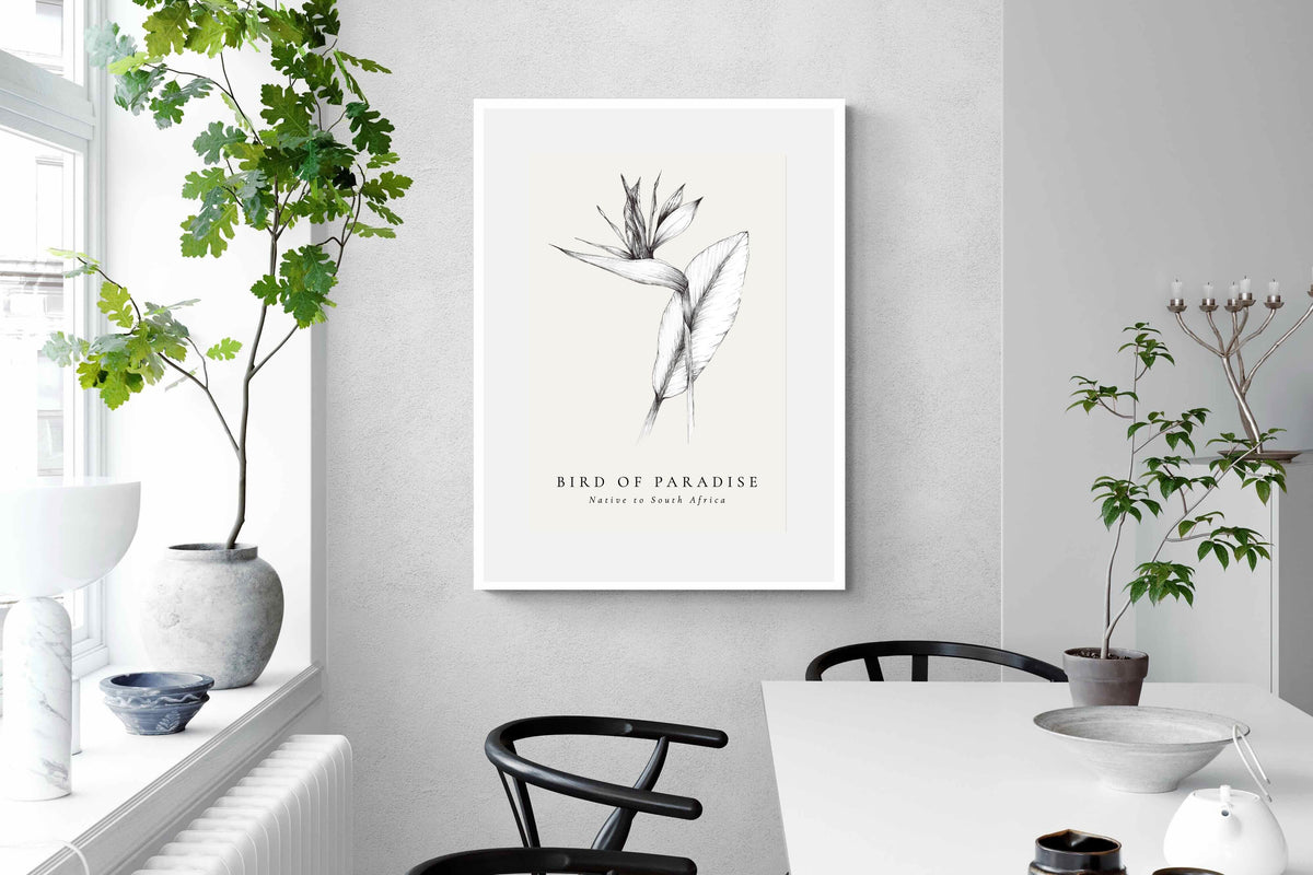 Pixalot ® Bird of Paradise Illustration
