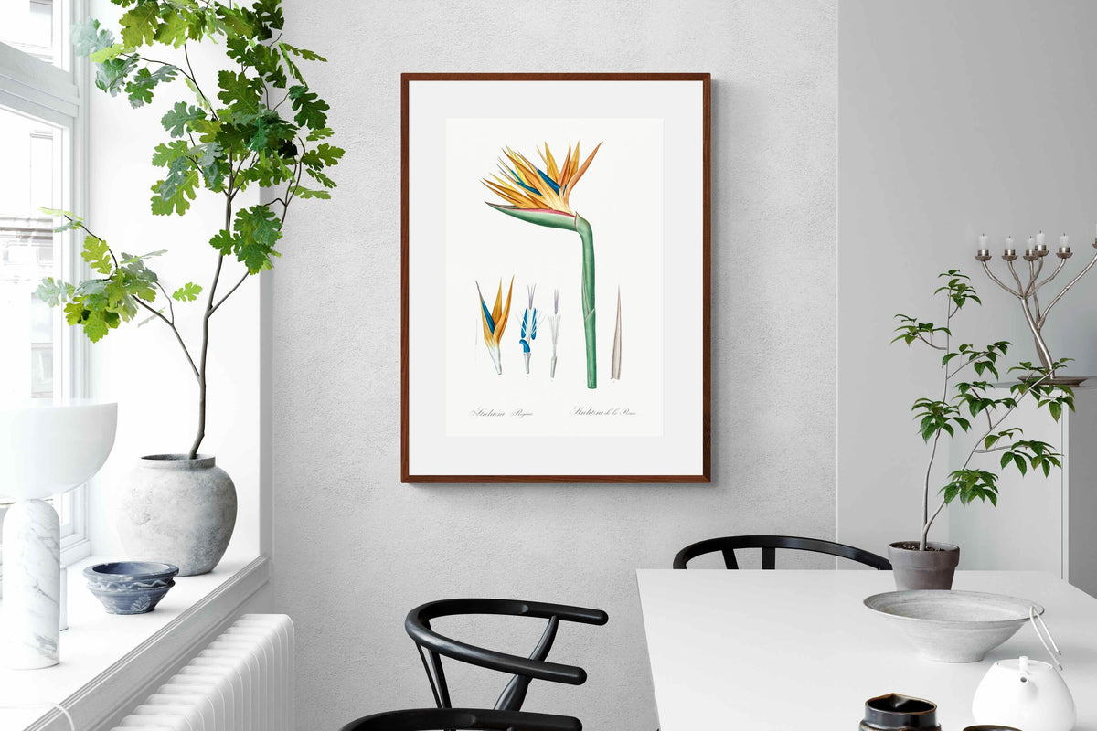 Pixalot ® Bird of Paradise Vintage Illustration