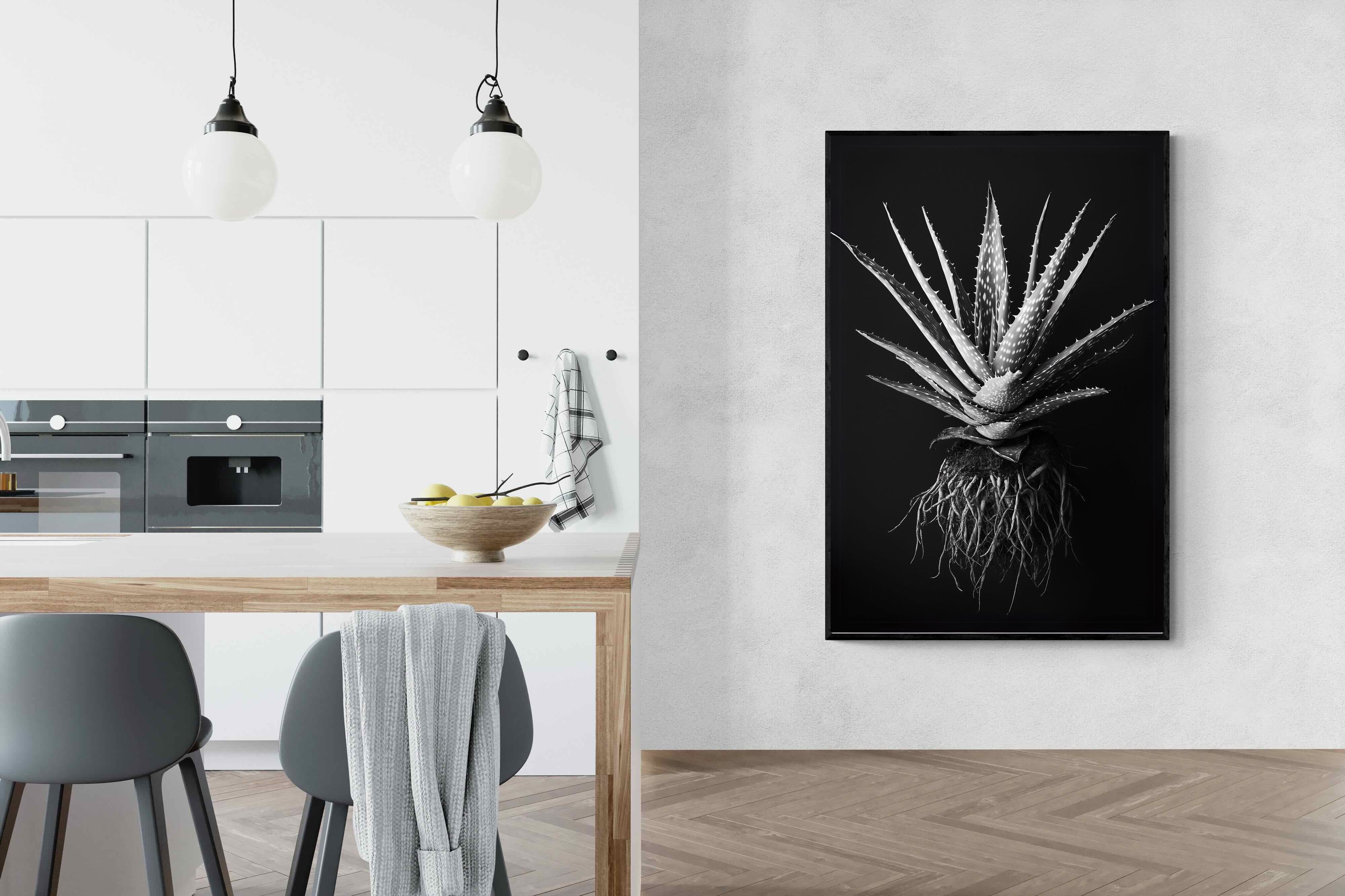 Pixalot Black Aloe