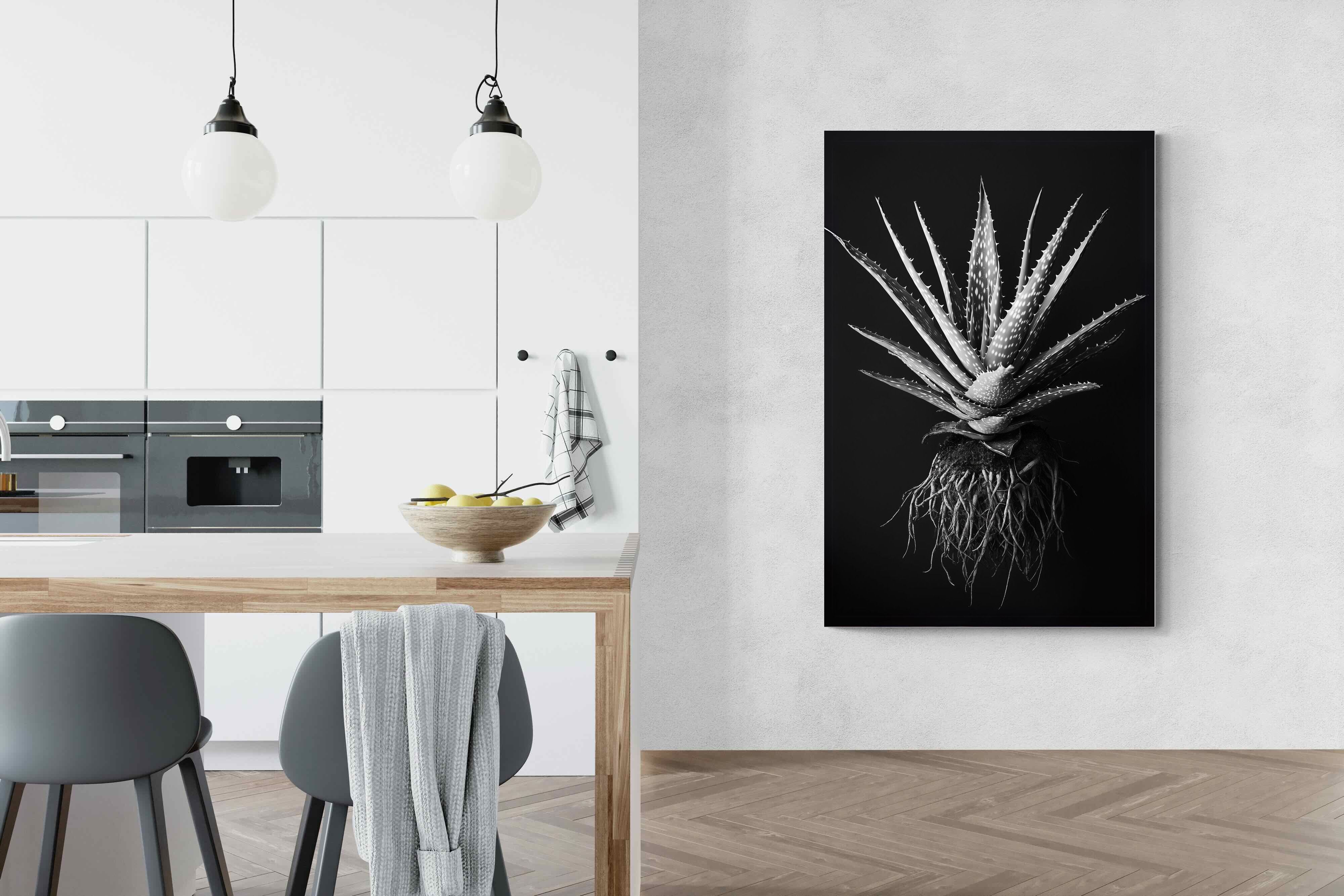 Pixalot Black Aloe