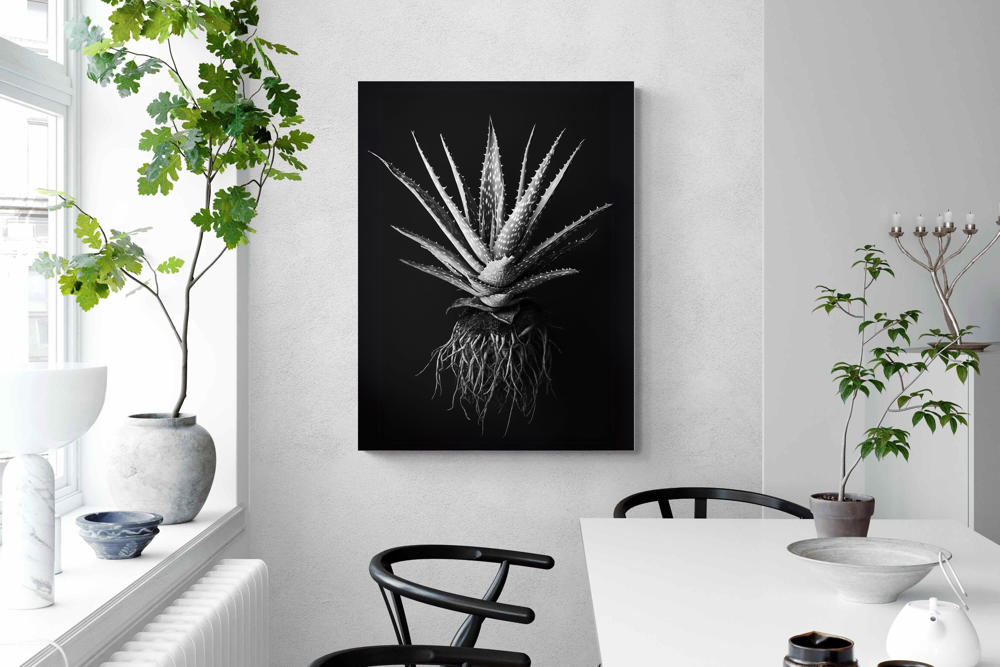 Pixalot Black Aloe