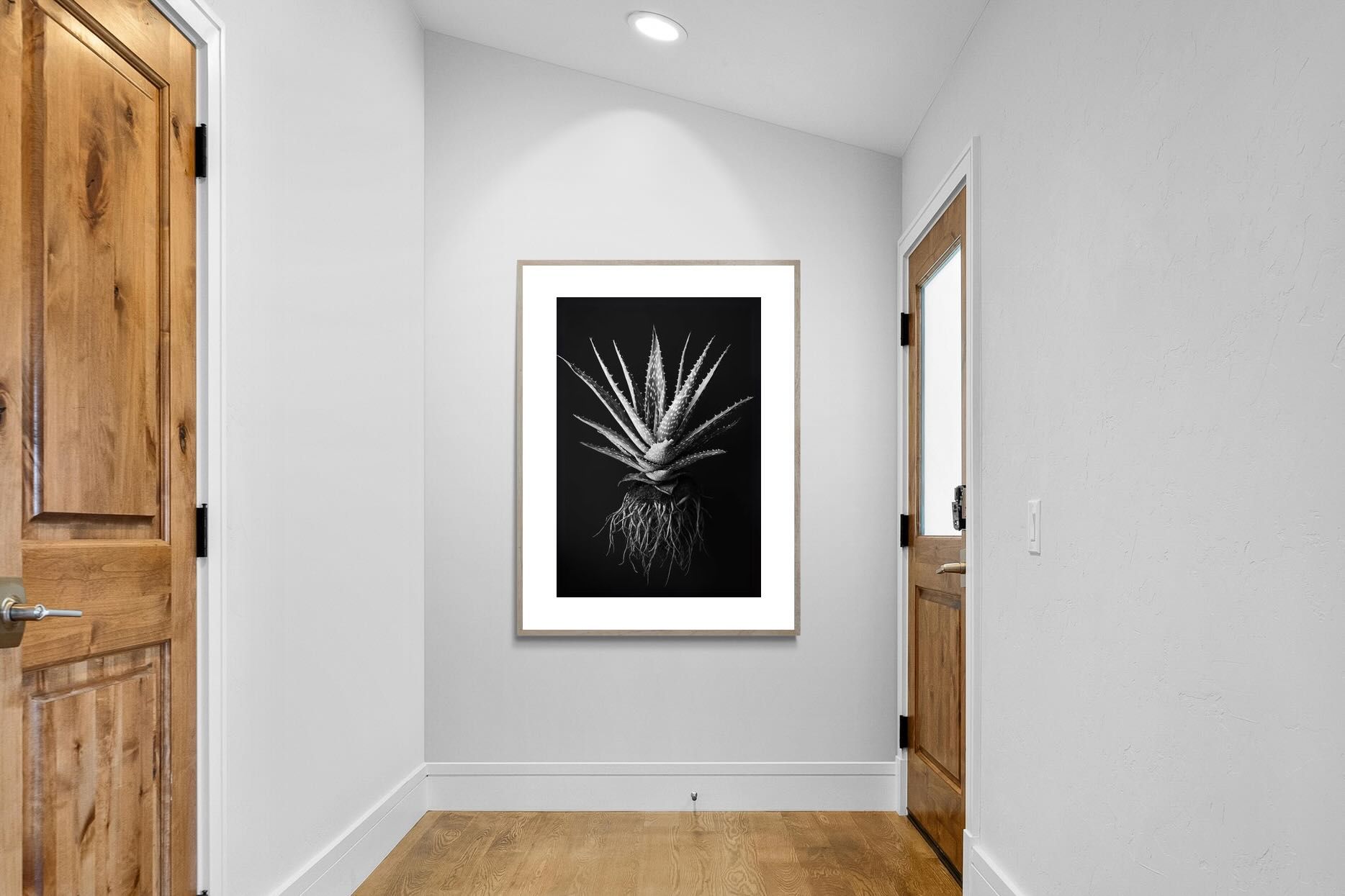 Pixalot Black Aloe