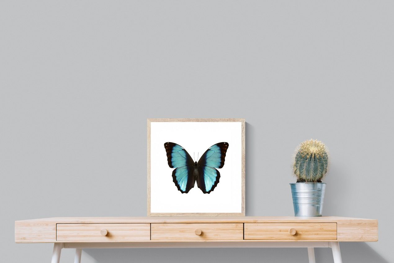 Pixalot Blue Morpho