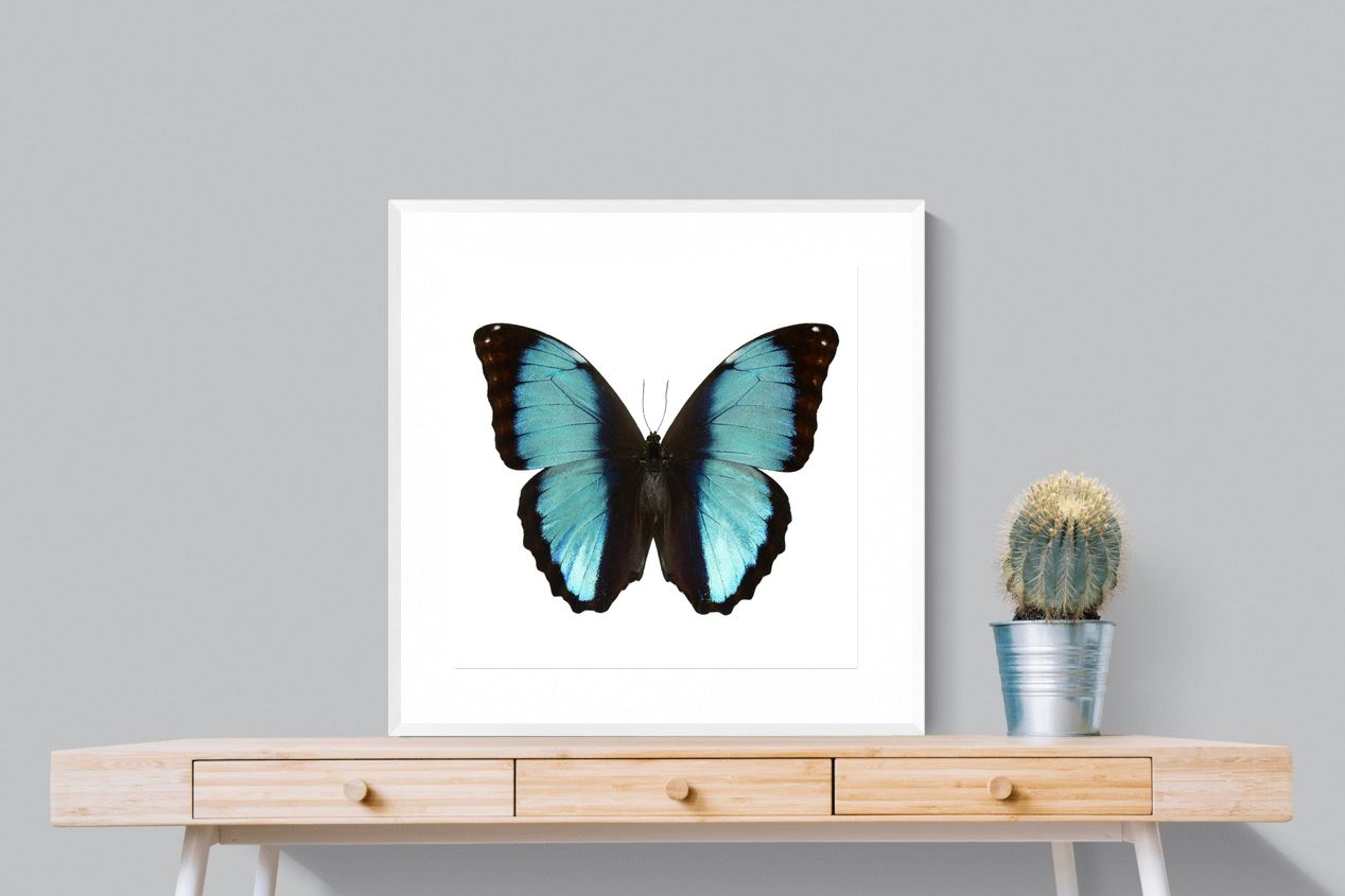 Pixalot Blue Morpho