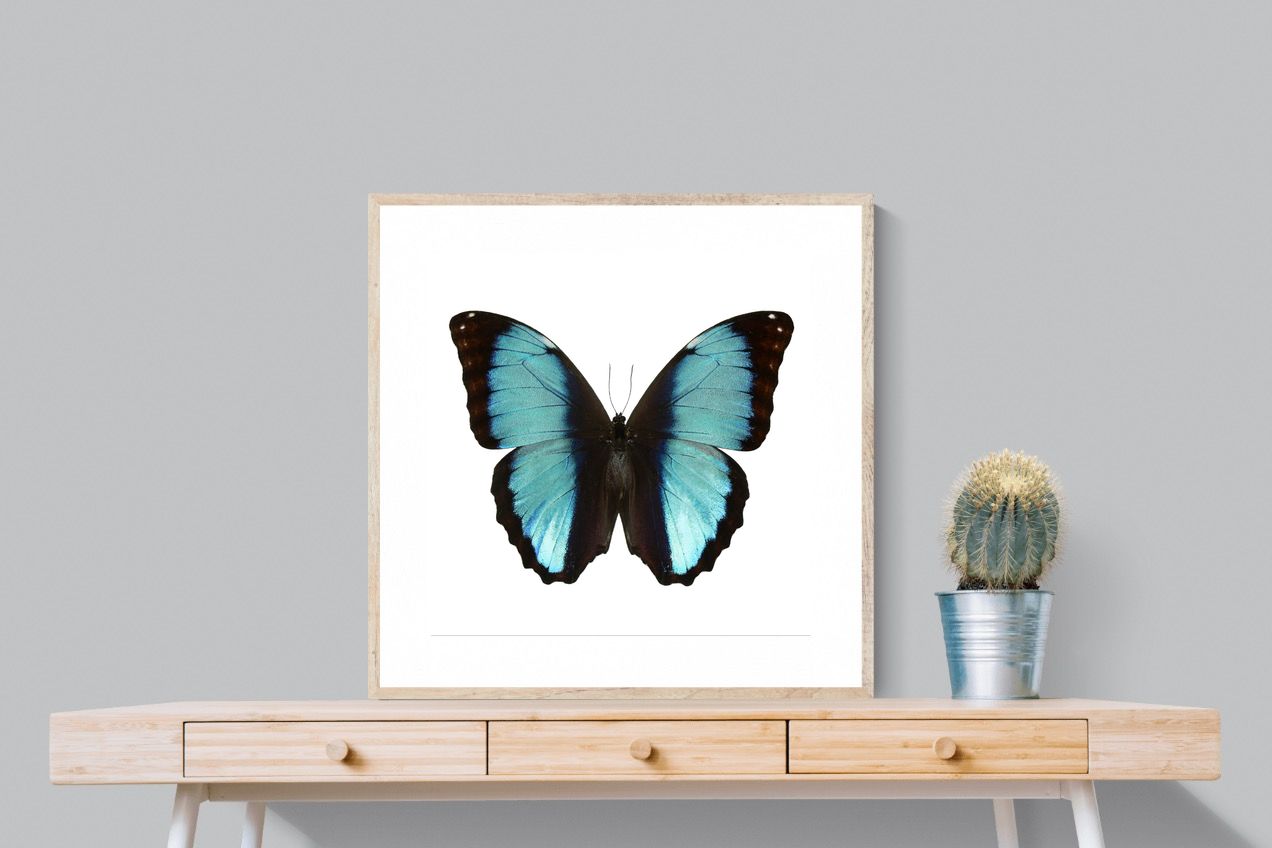 Pixalot Blue Morpho