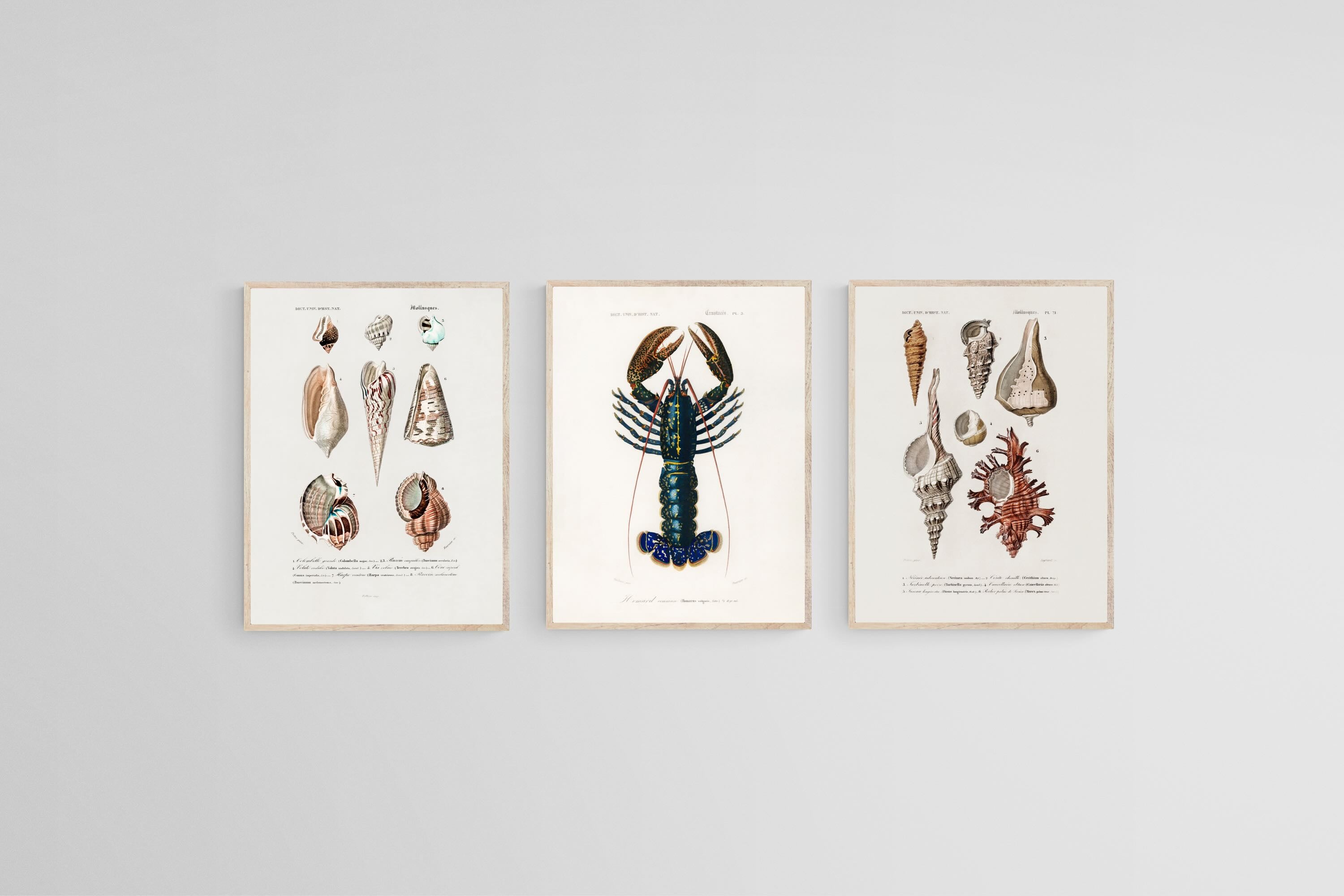 Cabinet of the Coast Set