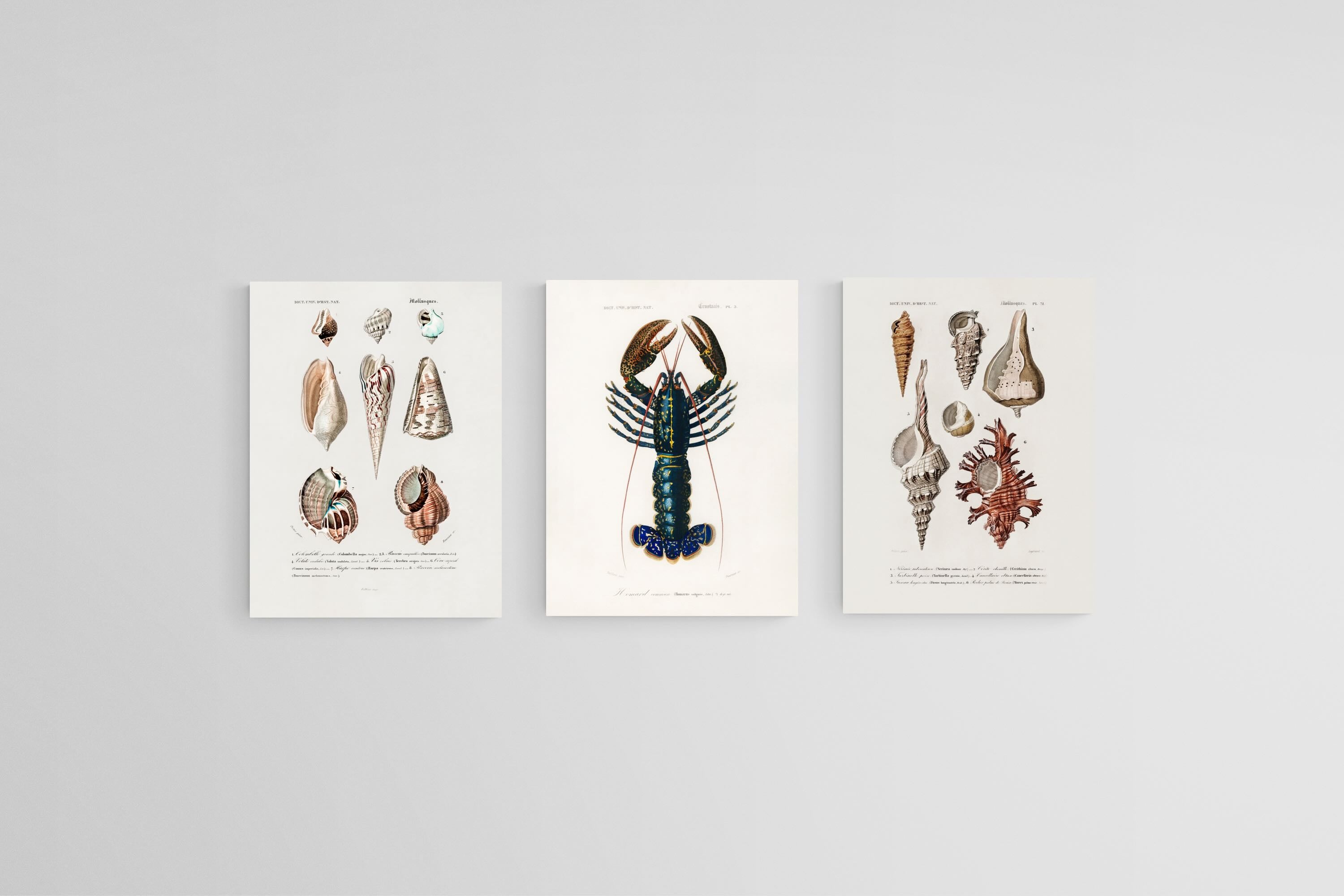 Cabinet of the Coast Set