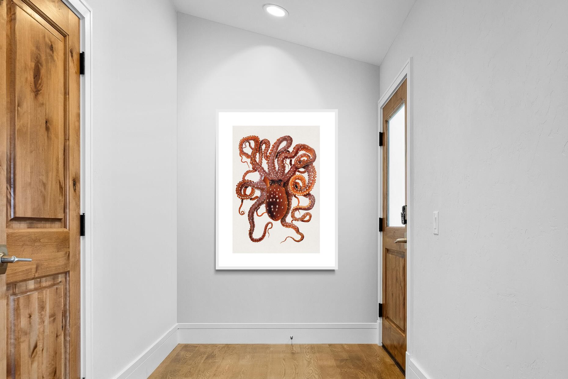 Pixalot Callistoctopus Macropus