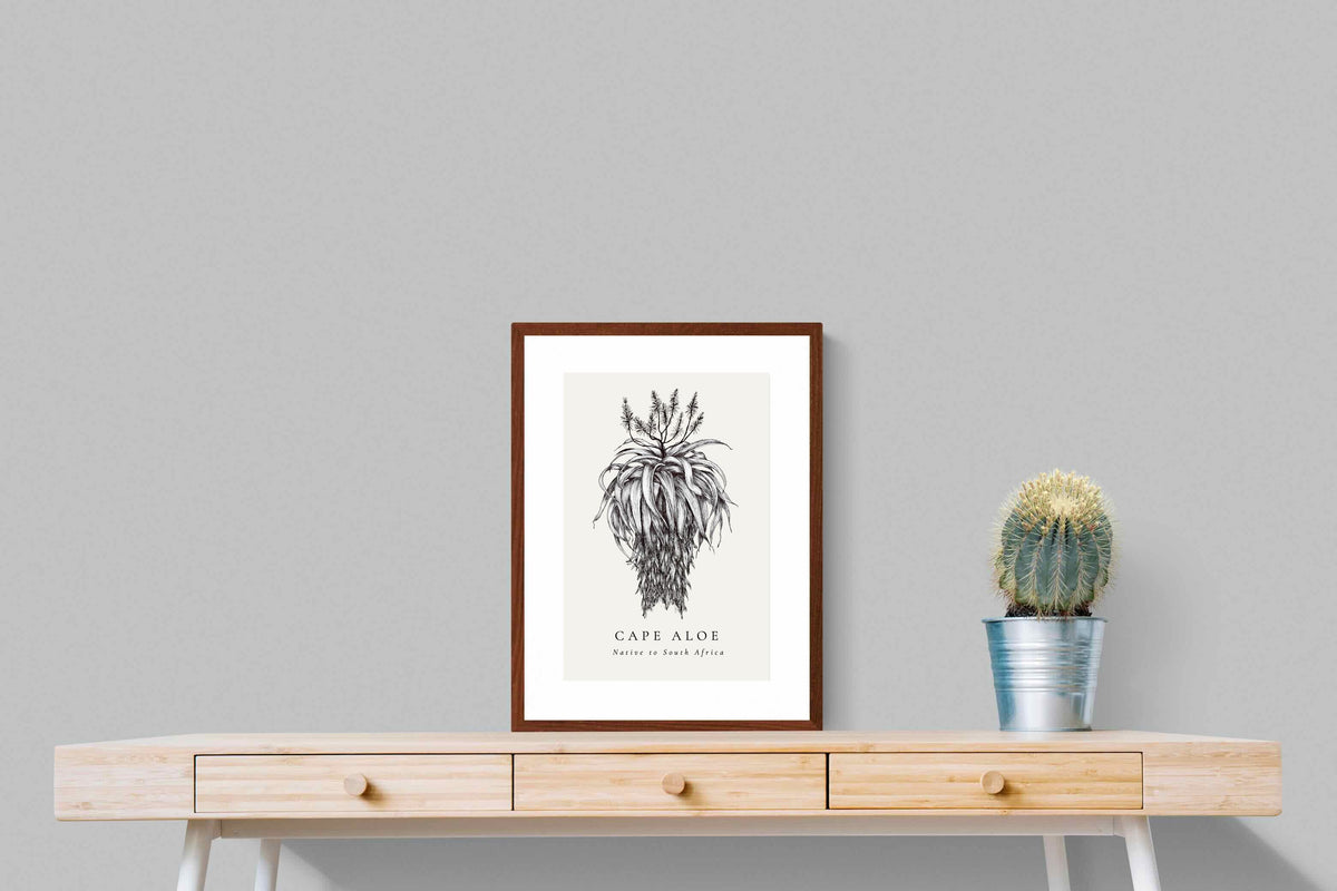 Pixalot ® Cape Aloe Illustration